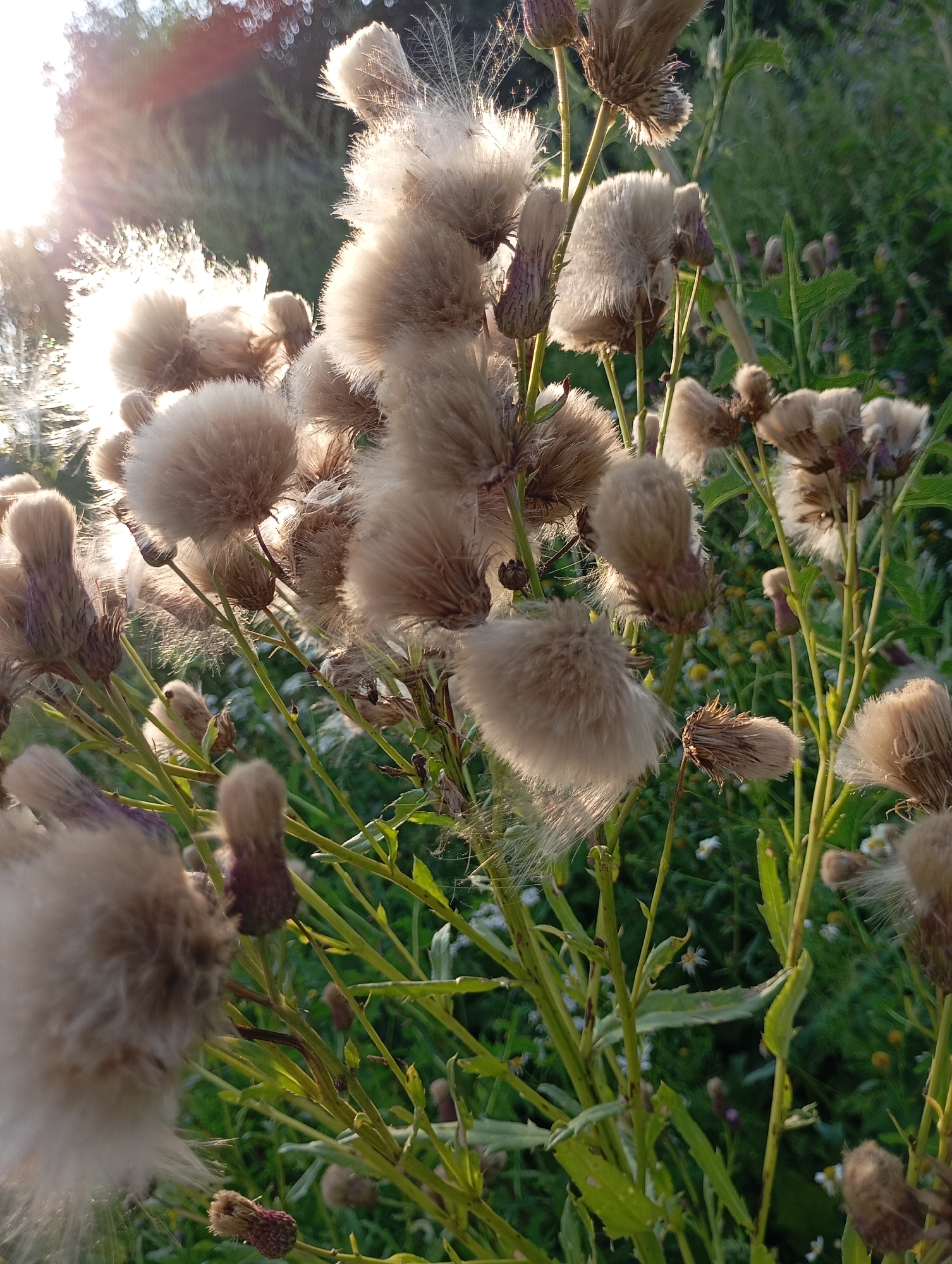 The image shows a close-up, low-angle shot of dried thistles with fluffy seed heads illuminated by the setting sun. The thistles are in various stages of bloom and decay, with some showing their purplish bracts and others fully transformed into feathery, white-brown seed dispersal structures. The background is a soft-focus tapestry of green foliage, with hints of smaller wildflowers and other plants. The overall impression is one of natural decay and the ephemeral beauty of late summer or early autumn. The image was taken in the city of Fokino, Russia.