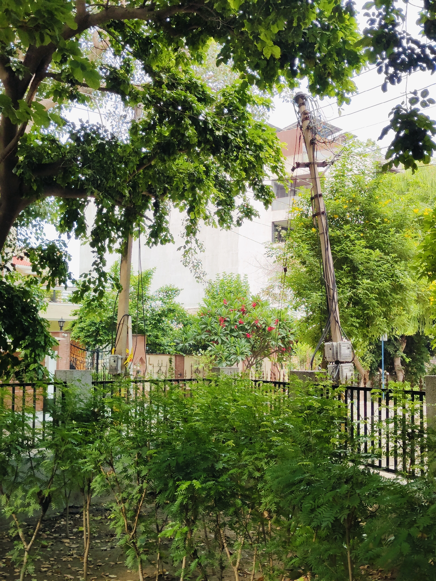 A residential street in Gurgaon, India, is depicted in the image, characterized by lush green foliage and a clear sky. The foreground features a row of young, slender trees with delicate leaves, casting soft shadows on the ground covered with fallen leaves. Behind them, a black metal fence delineates a pathway.
In the midground, a concrete utility pole stands prominently, adorned with a complex network of electrical wires and cables. Attached to the pole are two grey electrical meters. Beyond the pole, a building with white and brown walls is visible, interspersed with trees. A vibrant bush with red flowers adds a splash of color to the scene, contrasting with the surrounding greenery. The background reveals more trees and the muted tones of buildings.
The image is captured from a low angle, emphasizing the density of the trees and the utility pole. The lighting suggests it is daytime, with diffused sunlight filtering through the leaves. No people are visible in the frame.