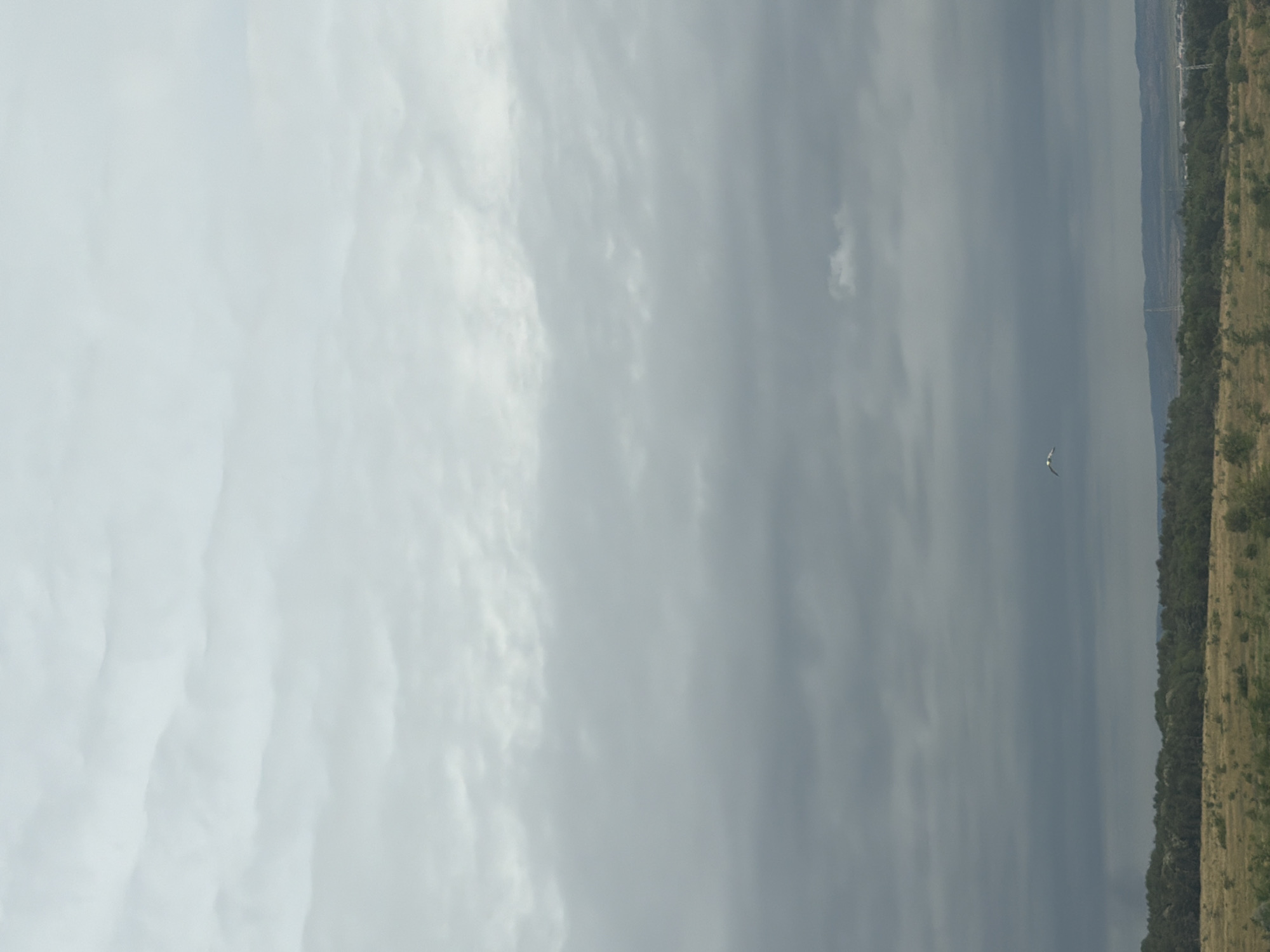 A wide shot captures an overcast sky above a landscape. The sky is filled with layers of clouds, ranging from a light gray near the top to a darker, more ominous gray towards the horizon. A solitary bird is visible in flight in the lower portion of the sky. Below the sky, a band of trees forms a dense line across the mid-ground, with a field of dry grass stretching out in front of it in the foreground. The background shows a distant, hazy treeline and hills, suggesting a rural or semi-rural area outside of Burgas, Bulgaria. There are no people or specific structures identifiable in the image, making its precise location within Burgas difficult to determine without further context.