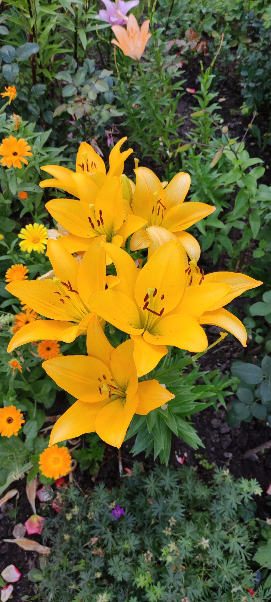 The image displays a close-up view of a garden bed filled with bright yellow lilies in full bloom. Several lilies are clustered together, showcasing their distinct petal shapes and dark stamens. Interspersed among the lilies are smaller orange calendula flowers. In the background, lush green foliage and darker soil are visible, indicating an outdoor setting. The image does not contain any people or specific identifiable landmarks that would suggest a location within the city of Chekhov, Russia.