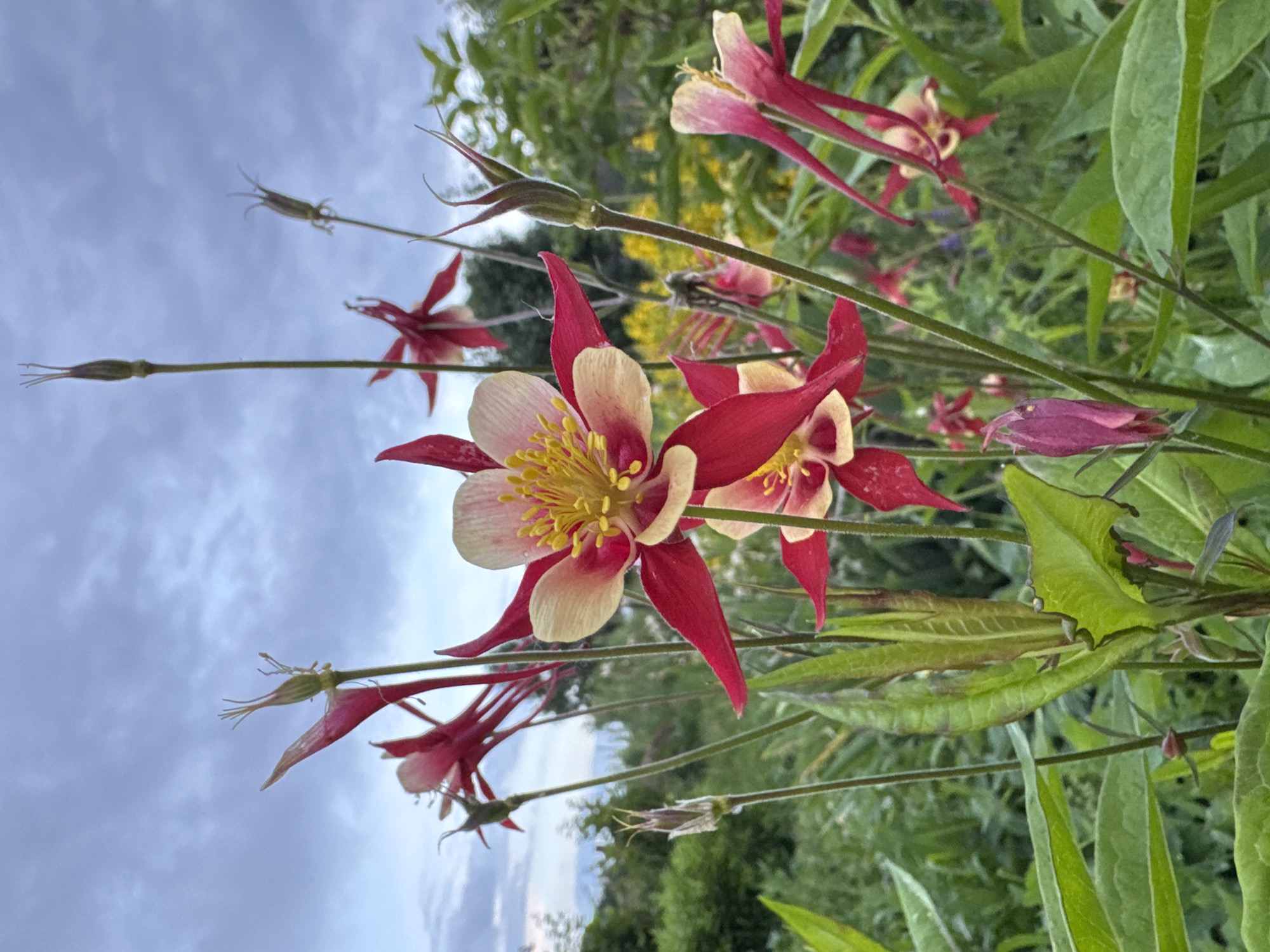 A close-up, rotated shot captures a cluster of red and yellow columbine flowers against a cloudy sky and a blurred green background. The flowers, with their distinctive spurred petals and yellow centers, are the primary subjects. Several flower buds and seed pods are also visible, suggesting a late blooming or post-blooming period. The scene is outdoors, with lush greenery suggesting a garden or natural setting. The cloudy sky indicates overcast weather. The composition emphasizes the intricate details of the flowers, with a shallow depth of field blurring the background and focusing attention on the foreground blooms. The overall mood is natural and serene. No text is visible. The location context is Nizhnyaya Gar', Russia.