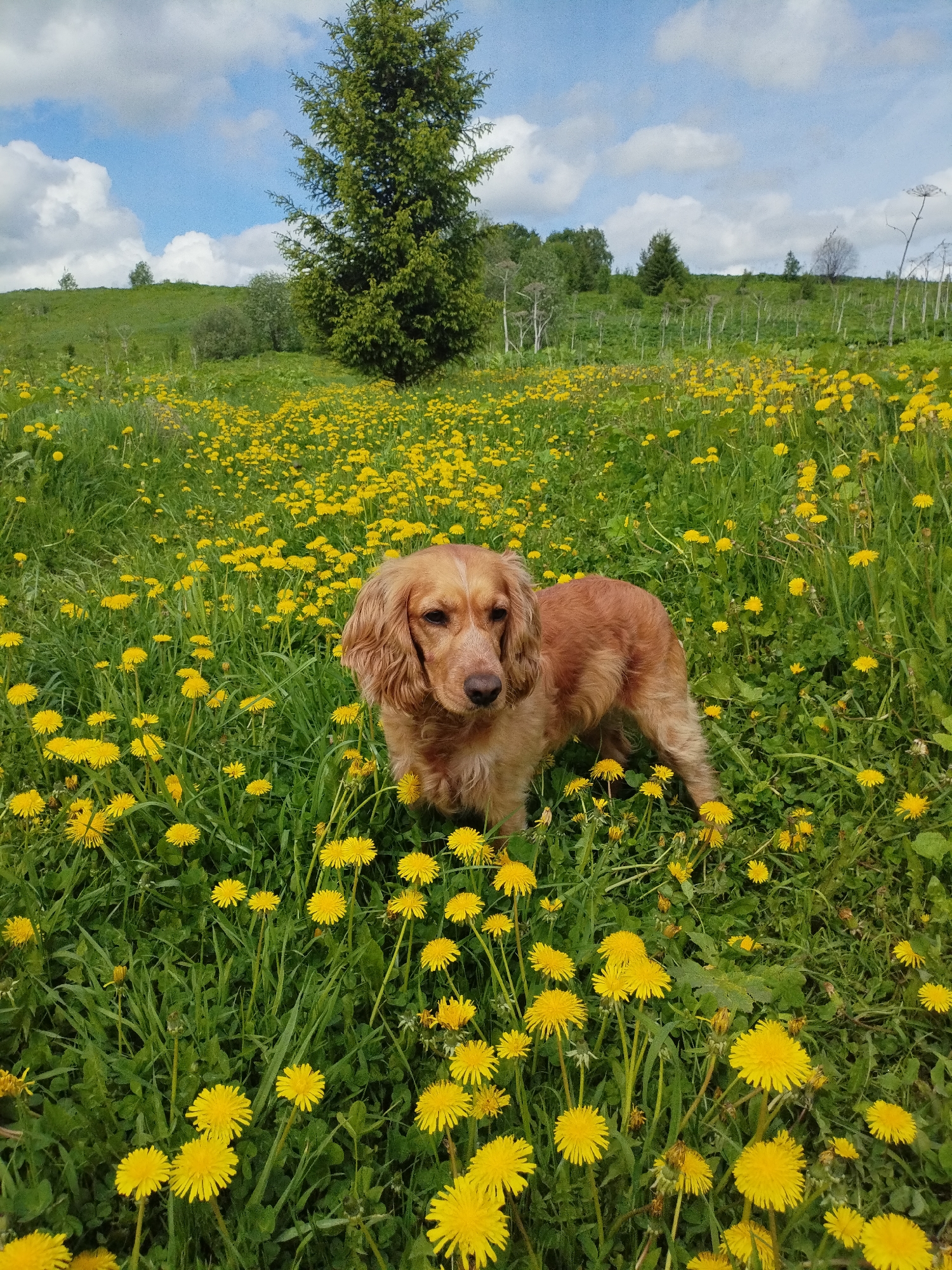A medium-sized, reddish-brown dog stands in a field of yellow dandelions and green grass, located in the city of Unknown, Unknown. The field is situated on a slightly sloping hill, with a tall evergreen tree and other scattered trees and bushes on the horizon under a partly cloudy sky. The dog is facing forward, with its ears drooping and a calm expression.