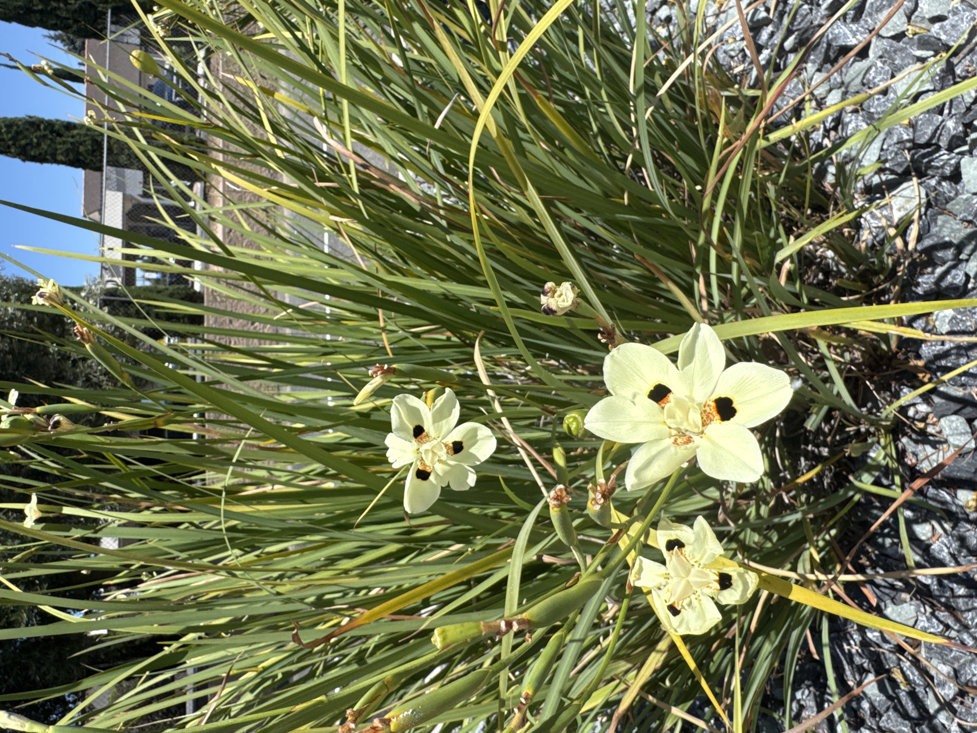 This is a close-up, eye-level, outdoor shot of a patch of Dietes iridioides, commonly known as African irises, in Citrus Heights, California. The plants are situated in a landscape of dark gray gravel. Several pale yellow flowers with black and orange markings are in bloom, along with green, sword-like foliage and seed pods. In the background, a chain-link fence and the tops of cypress trees are visible against a clear blue sky. The image appears to have been taken in the morning.