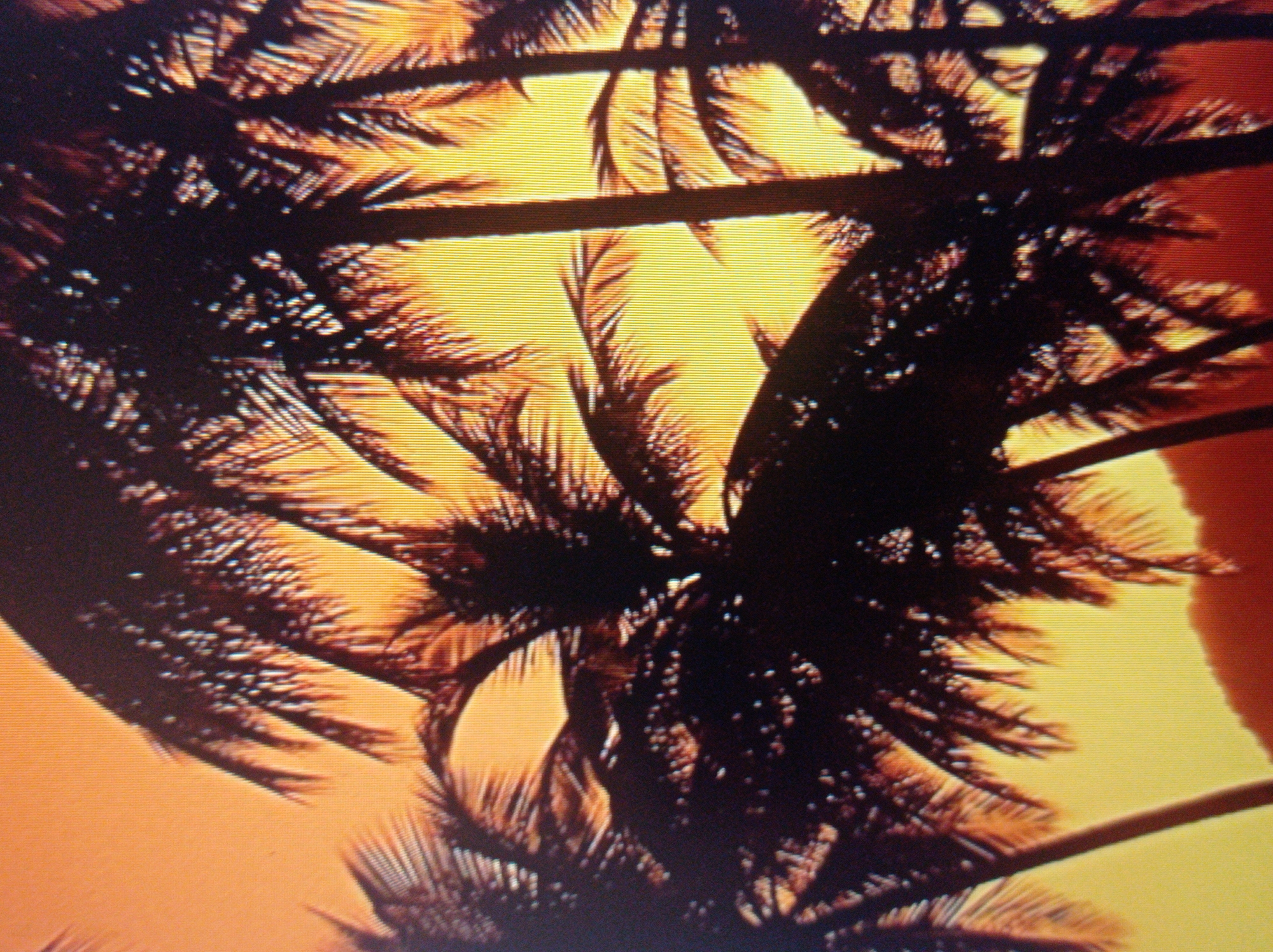 The image is a photograph of silhouetted palm trees against a bright, hazy sky. The sky is a gradient of warm colors, transitioning from a pale orange at the top to a yellow and orange striped pattern towards the bottom. The palm trees are dark and indistinct, with their fronds fanning out against the bright background. The image has a grainy texture, suggesting it may be an older photograph or a low-resolution digital capture. There are no people, specific landmarks, or discernible elements that would place this image in the city of Mukachevo, Ukraine. The scene evokes a tropical or subtropical environment.