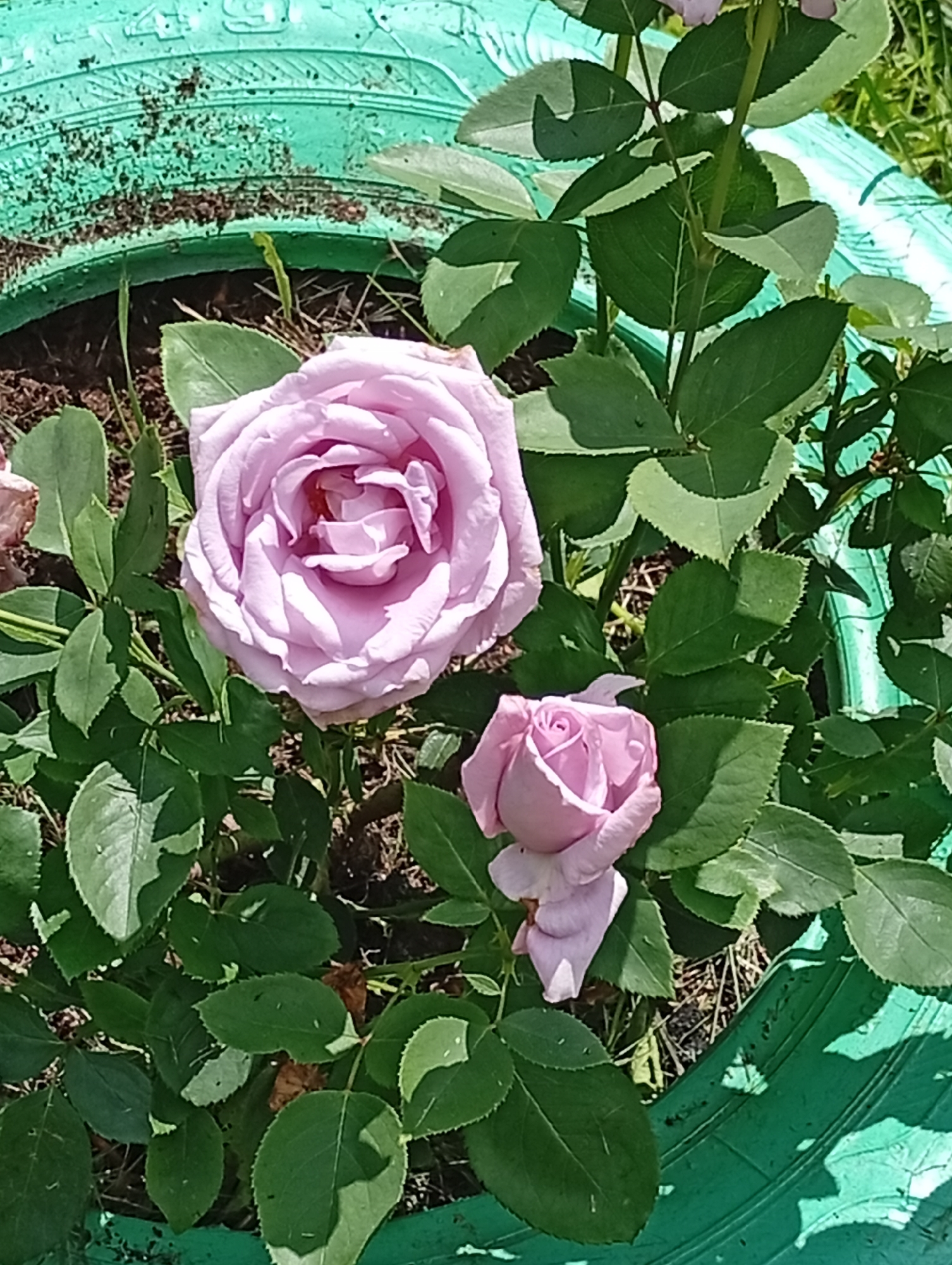 A pair of light pink roses bloom in a bright green planter, likely a repurposed tire. The larger rose is fully open, revealing delicate petals and a hint of red in its center. The smaller rosebud is tightly furled, showcasing its potential. Lush green leaves surround the blossoms, some showing signs of wear. The background is blurred, suggesting the image was taken outdoors, possibly in a garden or park setting. The overall impression is one of natural beauty and vibrant color. The image does not provide any specific information about the city of Pavlovsky Posad, Russia.