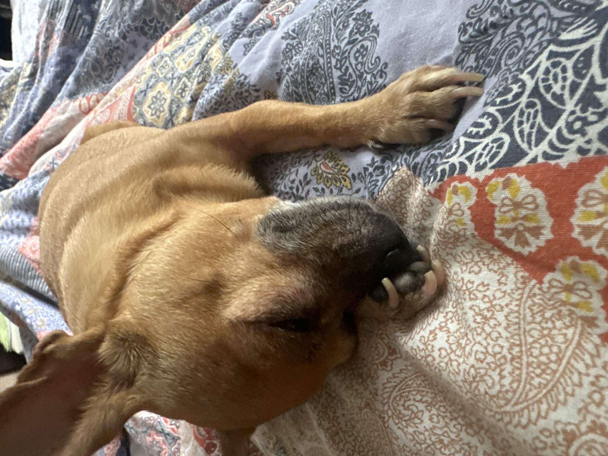 A tan dog with a black muzzle is sleeping on a patterned quilt. The quilt has sections of grey, orange, and tan with various floral and paisley patterns. The dog is curled up with its head resting on the tan section of the quilt and one paw extended onto the grey section.
There is no indication in the image that it is taken in Vorotynsk, Russia.