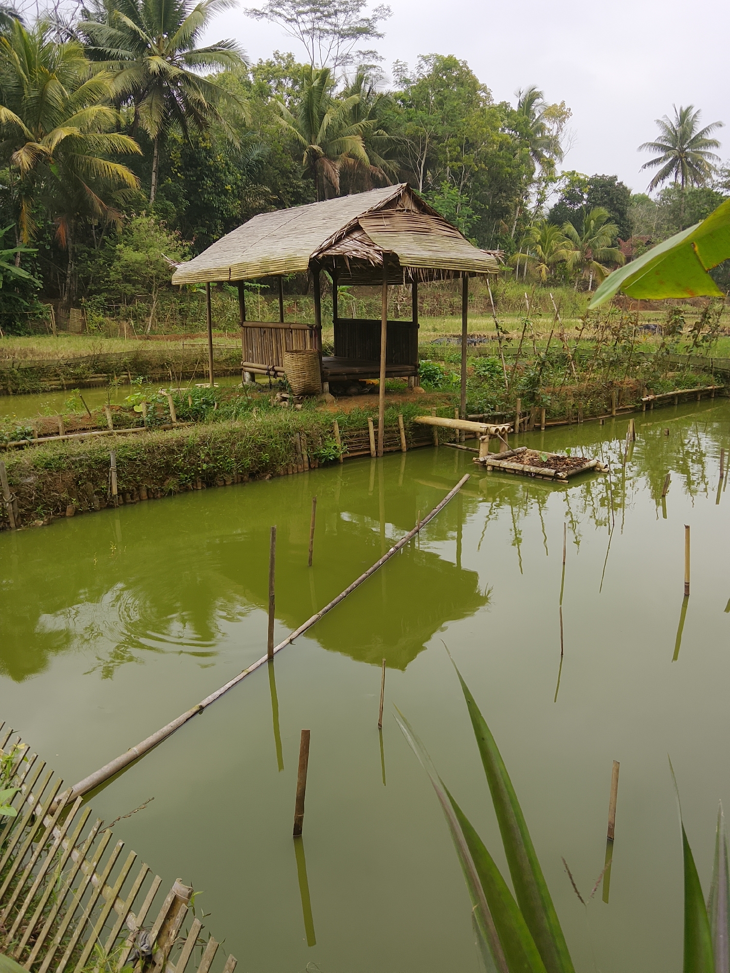 A traditional bamboo hut with a thatched roof sits on the edge of a murky green pond in Cikukulu, Indonesia. The hut has an open-air design with bamboo walls and a woven basket visible inside. The pond is surrounded by lush vegetation, including palm trees and various plants, indicating a rural or semi-rural setting. Several wooden stakes and bamboo poles are submerged in the water, some supporting a floating bamboo raft. The sky is overcast, suggesting a cloudy day. The overall scene depicts a serene, natural environment, possibly a fish farm or a recreational area.
