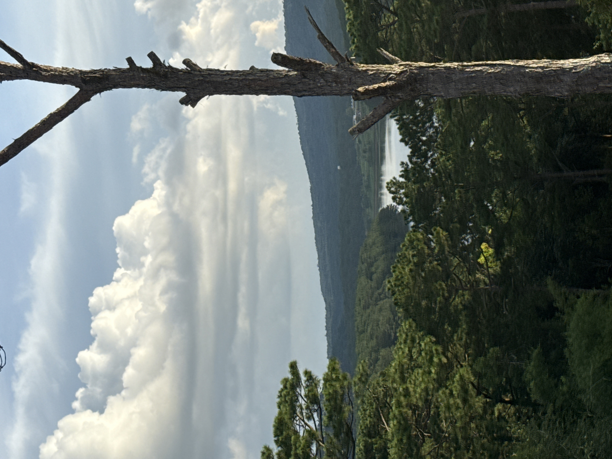 A bare tree trunk with a textured bark stands vertically on the right side of the frame, silhouetted against a cloudy sky. The tree has several broken branches extending outwards. In the mid-ground, a dense forest of green pine trees occupies the lower half of the image, with some of the trees appearing sunlit and brighter. Beyond the forest, a calm lake or reservoir is visible, reflecting the sky. Rolling hills covered in dark green vegetation form the background, under a partly cloudy sky with white cumulus clouds. The scene captures a natural landscape, likely in the outskirts of Da Lat, Vietnam, known for its pine forests and natural lakes. There are no people or animals visible in the image.