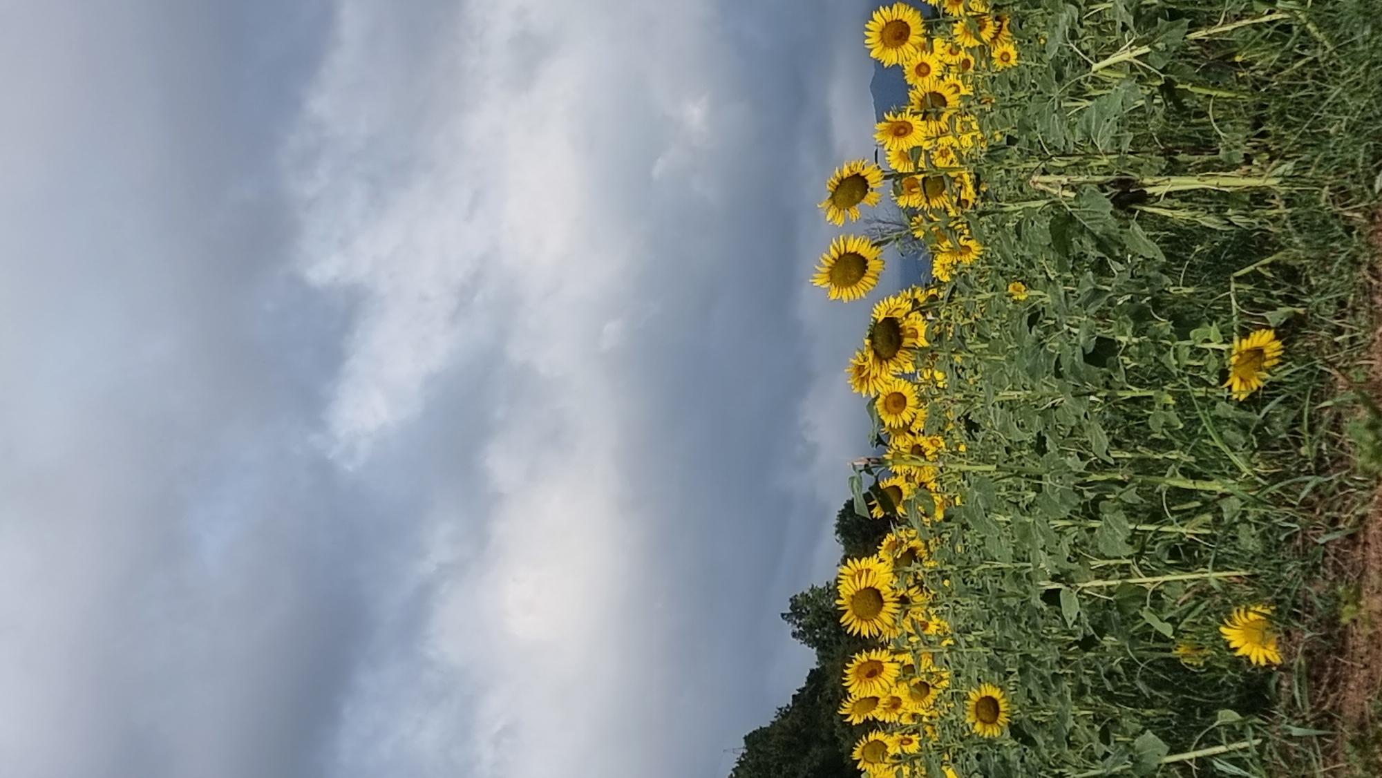 A vertical, medium shot captures a dense field of sunflowers under a dramatic, cloudy sky. The sunflowers, in various stages of bloom with their bright yellow petals and dark centers, fill the lower half of the frame. Their tall green stalks and large leaves create a textured wall of foliage. In the background, rolling hills covered in dark green trees are visible. The sky is dominated by heavy, dark gray clouds with patches of lighter gray and white, suggesting an impending storm or the aftermath of one. The lower foreground shows a patch of dry, brown earth and scattered green grass. The scene is devoid of any people or animals. The specific location in Olot, Spain, is not discernable from the visual information provided in the image.