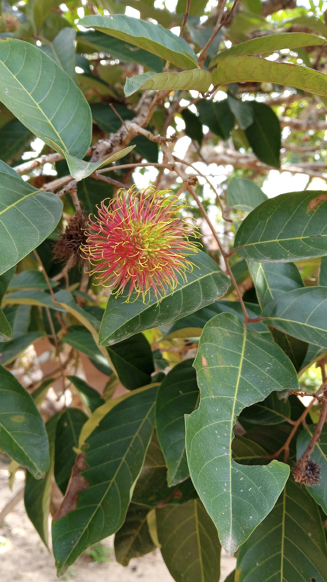The image shows a rambutan fruit hanging from a tree branch, surrounded by green leaves. The rambutan is red and yellow with spiky protrusions. The background is blurred, suggesting an outdoor environment. The scene appears to be located in Kebonbaru, Indonesia.