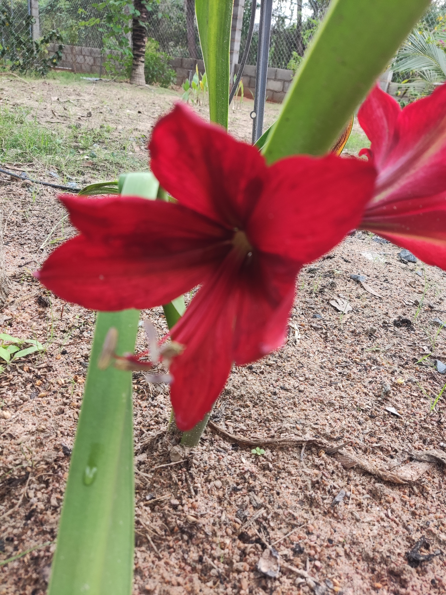 The primary subject of the image is a vibrant red flower, likely an Amaryllis, positioned prominently in the foreground and slightly to the left. The flower is mostly in focus, showcasing its distinct petals and a glimpse of its central reproductive parts, including light-colored stamens. Another red flower, out of focus, is partially visible on the right side of the frame.
The flower is growing from a plant with thick, green, strap-like leaves or stems. One such leaf extends diagonally across the lower left part of the image, and a small water droplet is visible on its surface. The plant appears to be growing directly out of the ground.
The setting is an outdoor area with sandy, light brown soil that has numerous small pebbles, bits of dried leaves, and sparse green sprouts scattered across it. A few larger roots or dried branches are also visible on the ground.
In the blurred background, there's a chain-link fence topped with a concrete block wall, suggesting a boundary or property line. Beyond the fence, various green foliage and trees are visible, including the trunk of what appears to be a palm tree.
The image captures a static scene in what appears to be daytime, under natural light conditions. There are no people visible, and no specific activity or event is taking place beyond the natural growth of the plant. There is no visible text. The overall impression is that of a natural, perhaps cultivated, garden or yard space.
