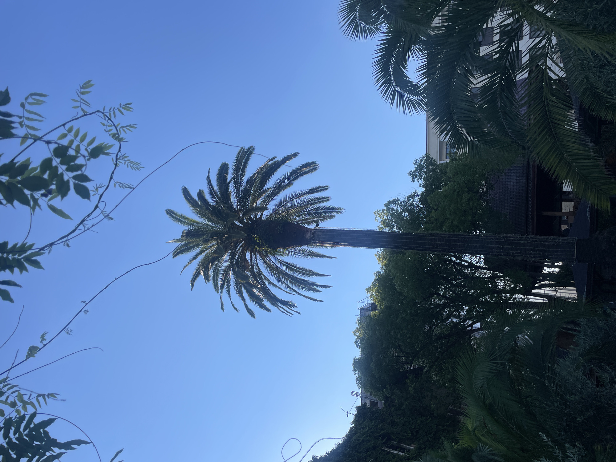 The image captures a view looking upwards towards a clear blue sky, dominated by a tall palm tree in the center. The palm tree has a rough, textured trunk and its fronds spread out symmetrically at the top. In the background, several buildings are partially visible, interspersed with lush green trees. To the left, a wall covered in dense green ivy is prominent. The scene appears to be outdoors, likely in a park or garden setting within the city of Sokhumi, Abkhazia, given the presence of palm trees and the architectural styles of the buildings. There are no people or animals visible in the frame. The lighting suggests it is daytime, with sunlight illuminating the foliage and the sky.