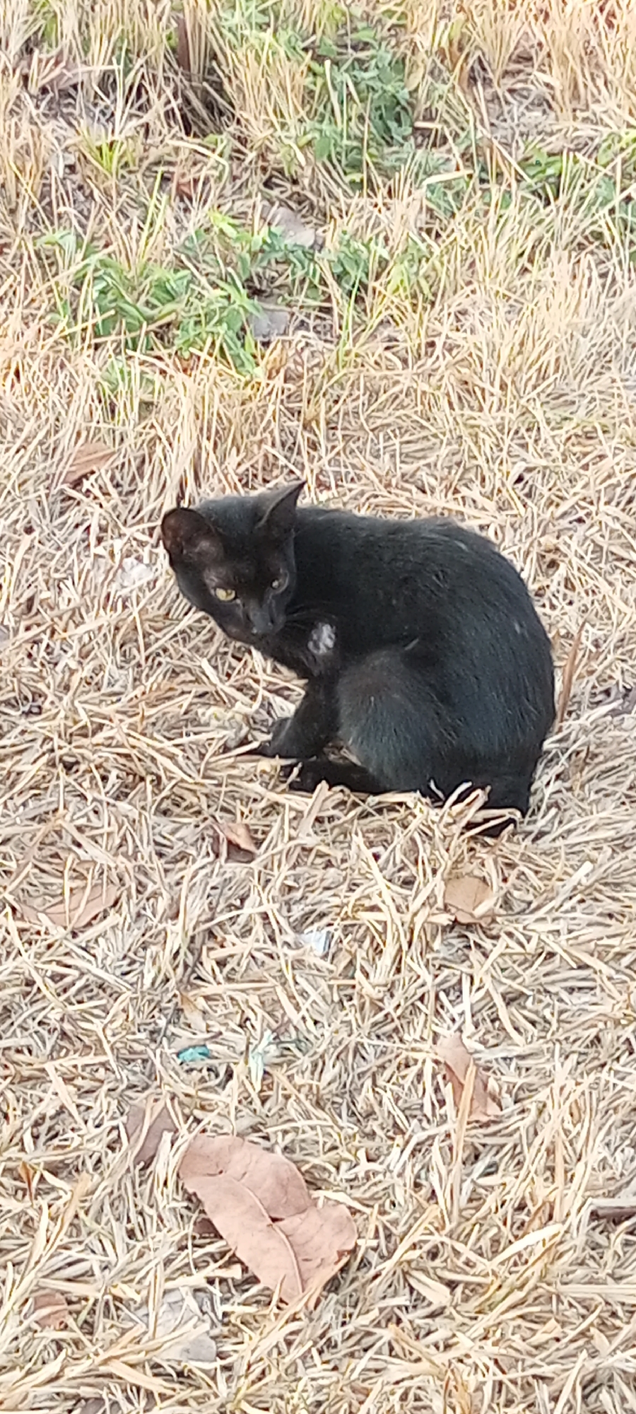 A black cat is sitting on dry grass in an outdoor environment. The cat is facing left and has its paw raised to its face, as if scratching. The grass is a light brown color and appears to be dry and brittle. There are a few green shoots of grass interspersed among the dry blades. A few brown leaves are scattered on the ground. The background is a blur of green and brown. The scene appears to be in a park or field. The image location is Lambangjaya, Indonesia.