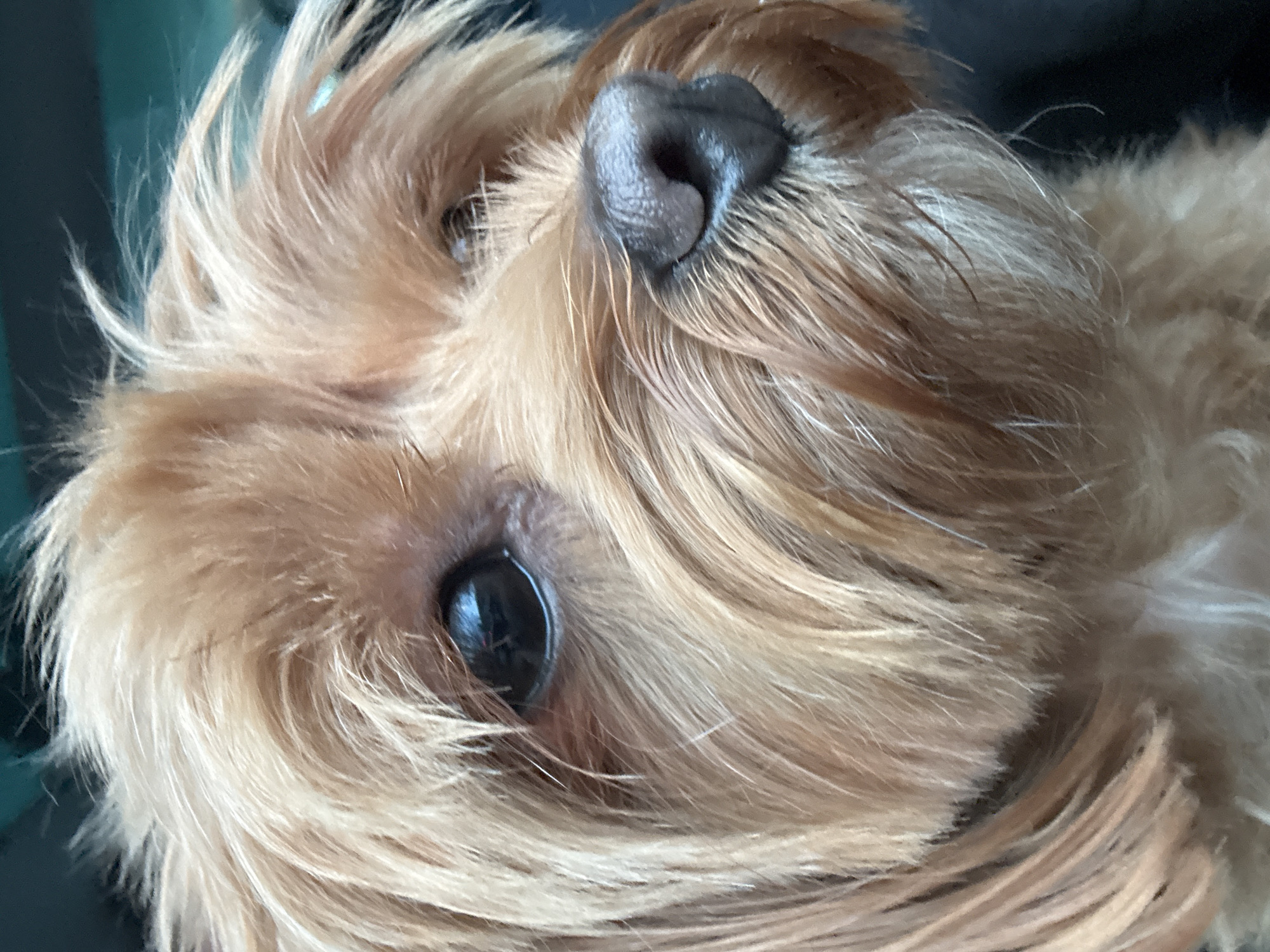 The image is a close-up portrait of a small dog with tan fur. The dog's face is partially obscured by its shaggy hair, but its dark, expressive eye and wet nose are visible. The background is dark and blurred, suggesting the dog is indoors or in a dimly lit environment. There is no indication of the city of Prague, Czechia, or any specific location within it. The image focuses solely on the dog's facial features.