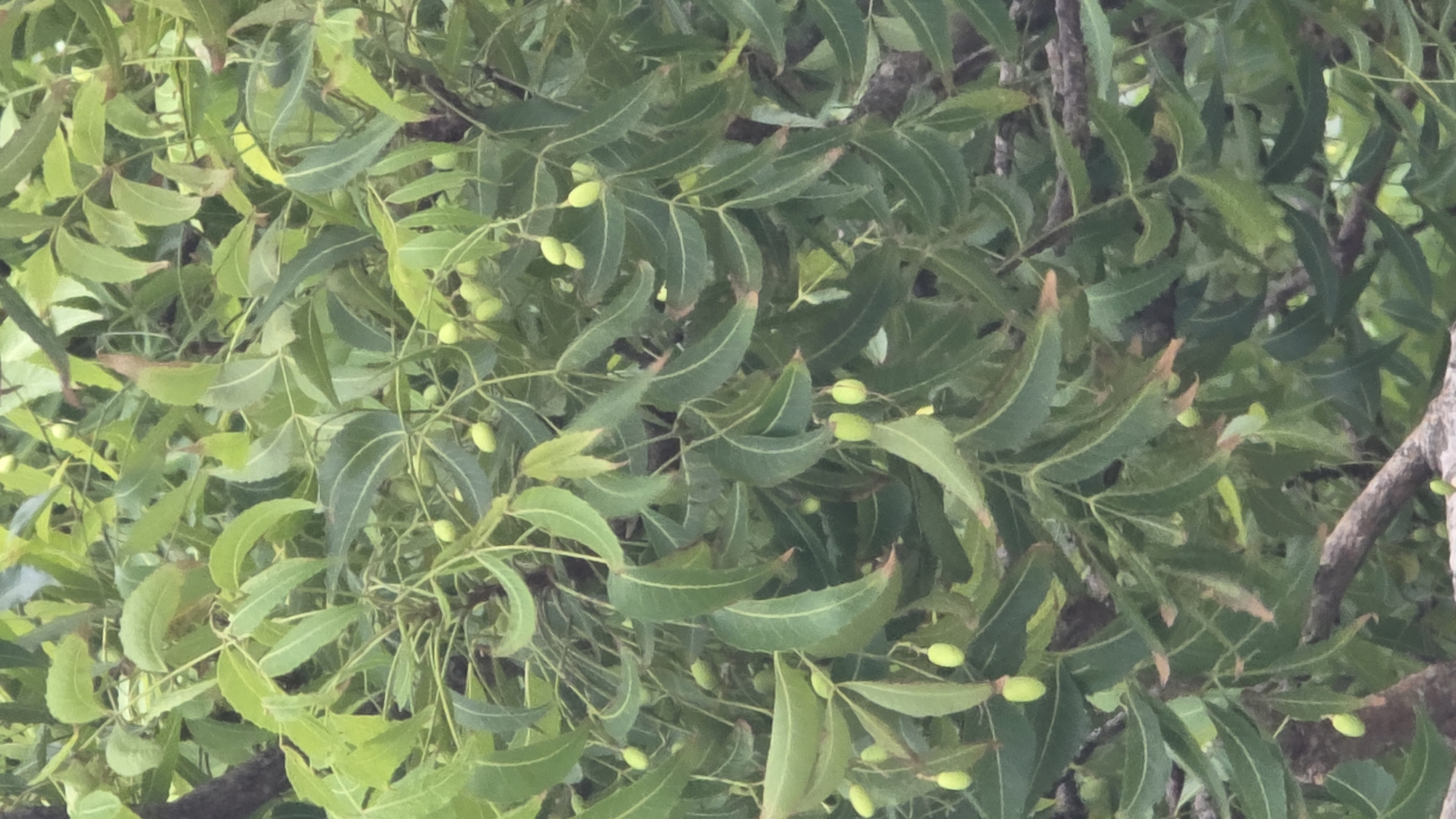 The image shows a close-up view of a neem tree (Azadirachta indica) laden with green fruits and leaves. The leaves are pinnate, with serrated edges, and are a vibrant green color, with some leaves having browned tips. The fruits are small, oval, and light green. The tree has a dense canopy. The photo was likely taken in Lhokseumawe, Indonesia, based on the prompt. No people are visible in the image.
