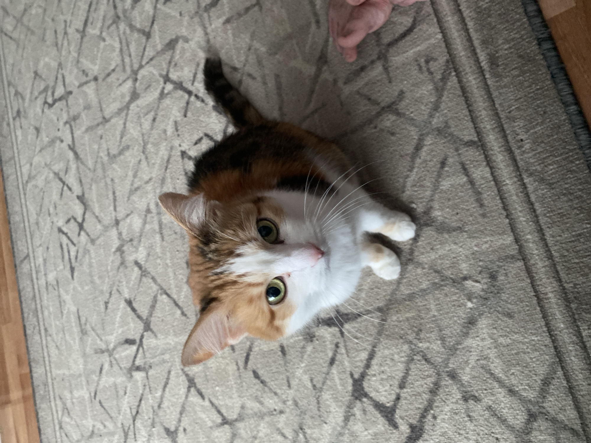A calico cat is lying on a gray and beige patterned rug. Its head is tilted upward, looking towards the camera. The cat has white fur on its face and paws, orange and brown patches on its head, and a black tail. Part of a human foot is visible in the upper right corner of the image. The location is unknown, and there is no information to suggest the city of Izhevsk, Russia.