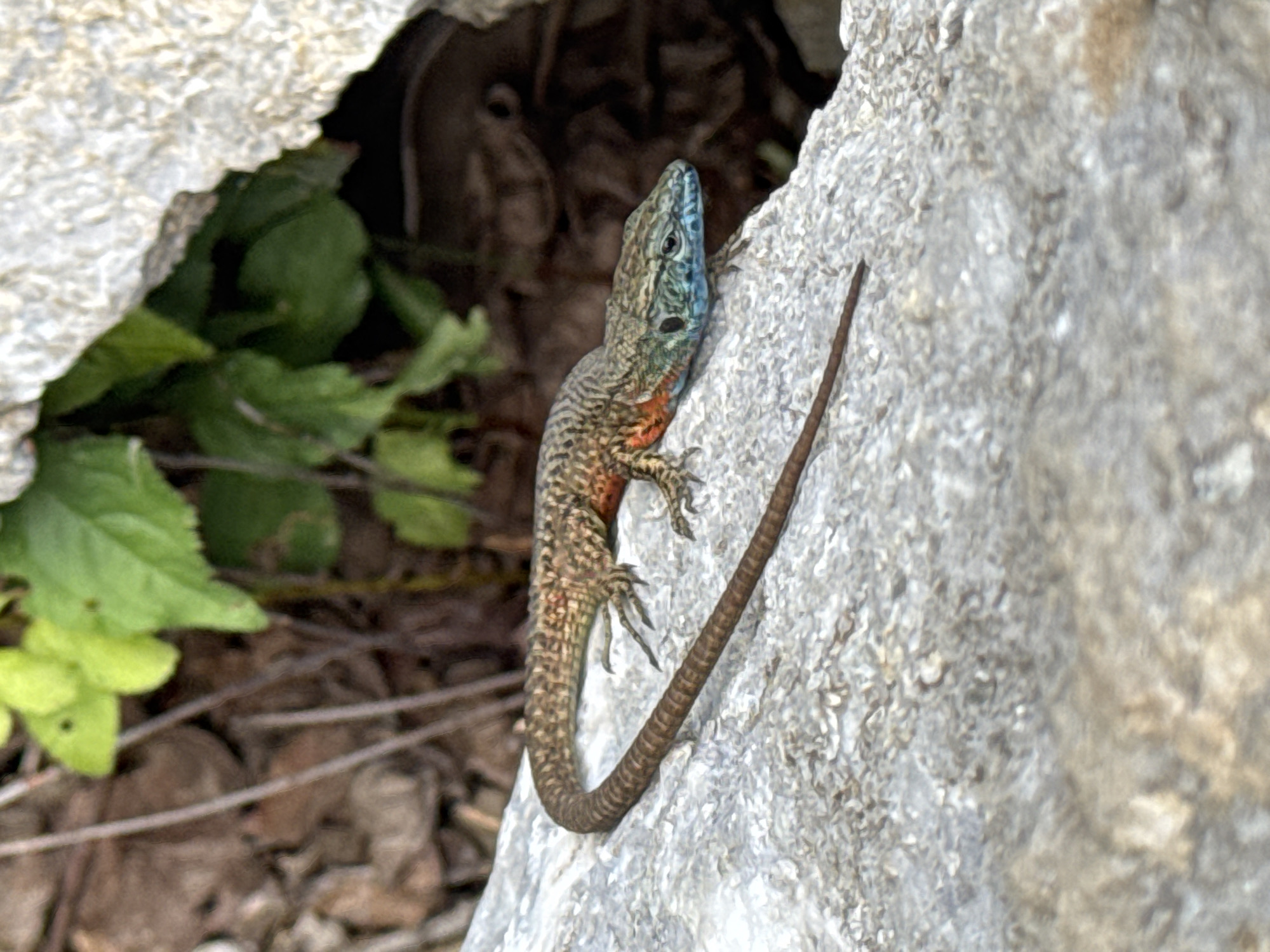 A lizard clings to a light grey rock formation. The lizard has a blue head, brown body with speckled patterns, and a red patch on its neck. The lizard's tail is wrapped around the rock. To the left of the rock, there are green leaves and brown, dry debris. This photograph was taken in Međuriječje, Montenegro.