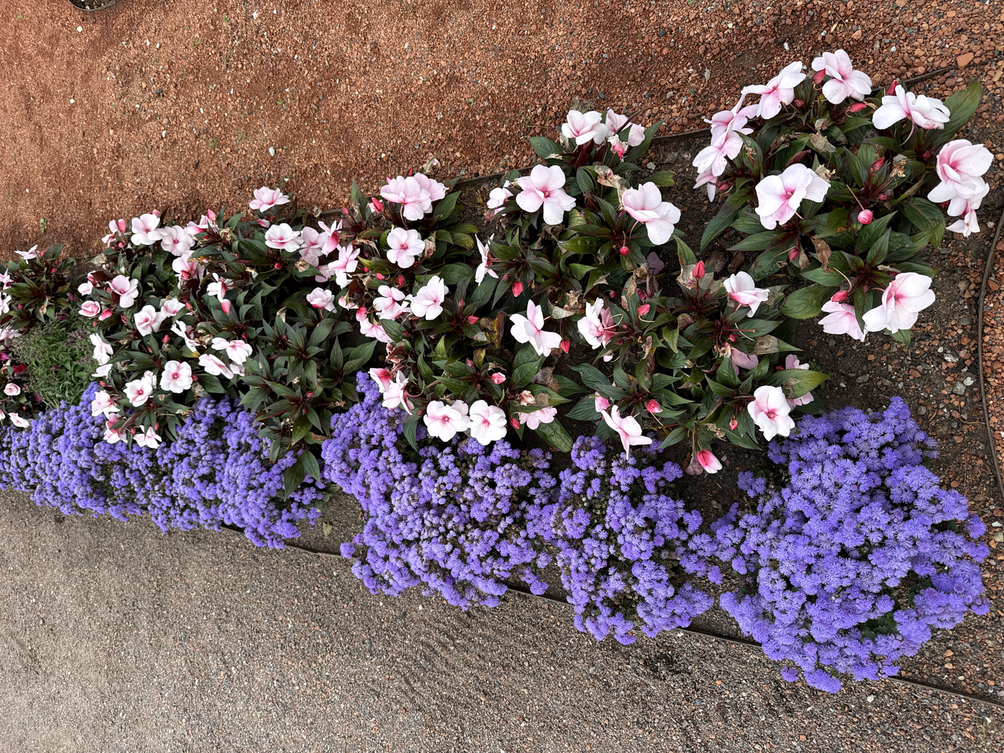 A high-angle, full-shot photograph displays a well-maintained flower bed bordering a gravel pathway. The flower bed is divided into two distinct sections, separated by a thin metal edging. The left side features a dense mass of small, vibrant purple flowers, appearing to be Ageratum houstonianum, also known as flossflower. To the right of this, and continuing along the bed, are clusters of Impatiens flowers, characterized by their delicate pink and white petals. The foliage of the Impatiens is a deep green, with some reddish undertones.
The pathway to the left of the flower bed is composed of small, greyish-brown gravel. To the right of the flower bed, the ground cover transitions to a reddish-brown, coarser gravel or decomposed granite. The overall scene suggests a public park or garden setting. The lighting is diffused, indicating an overcast day or the shade of surrounding trees, which are not visible in the frame. There are no people or animals present in the image. The environment appears to be clean and orderly, with the flowers showing signs of healthy growth and abundant blooming. The image is likely captured in Tallinn, Estonia, given the context of the query.