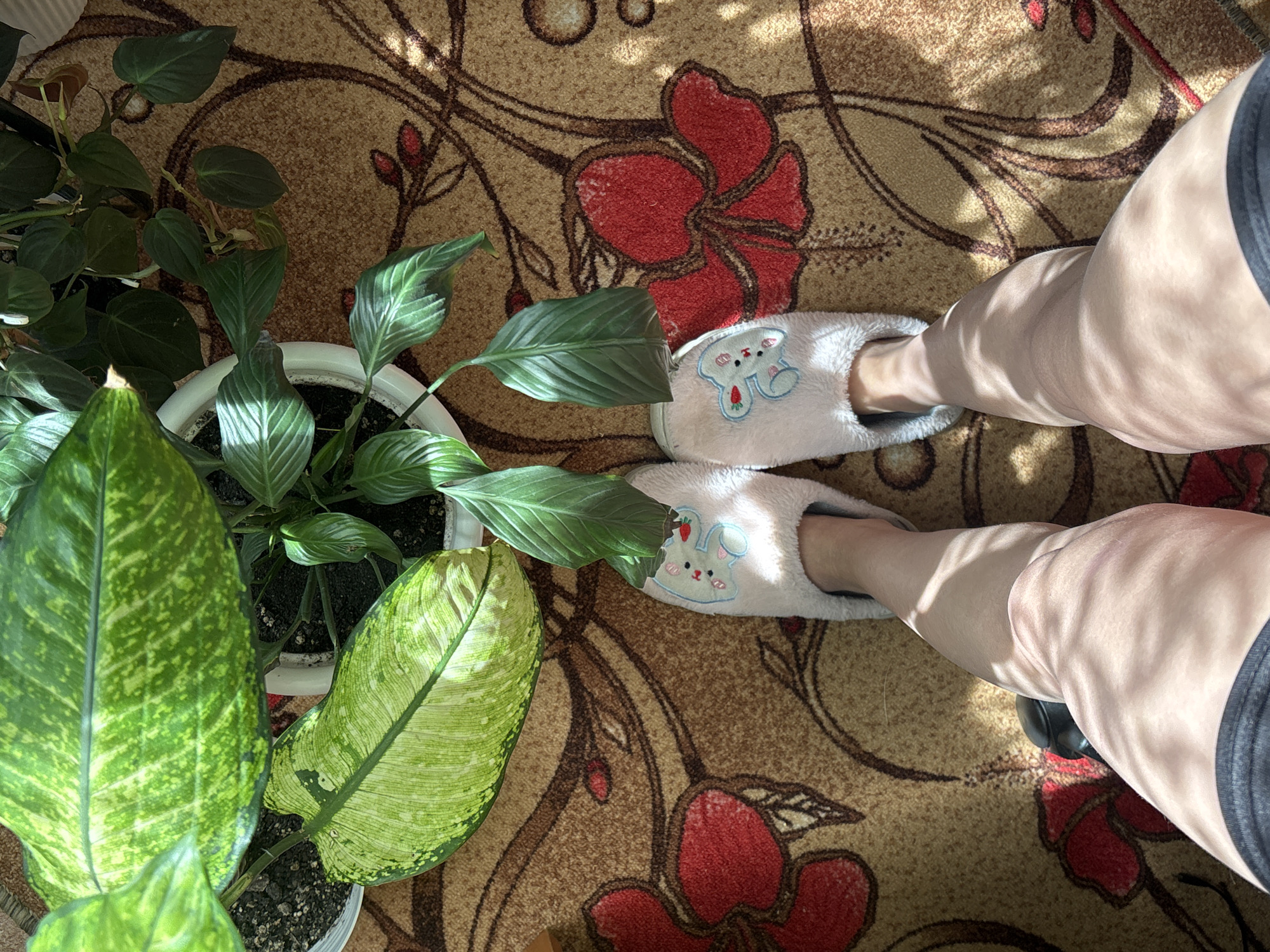 The image presents an overhead view of an indoor scene. A patterned carpet with red floral designs and swirling brown lines covers the floor. Two potted plants with lush green foliage are situated on the left side of the frame. To the right, a person wearing soft, light pink slippers adorned with rabbit embroidery can be seen. The person's legs, partially obscured by shadows, are also visible. Sunlight streams into the room, casting strong shadows across the carpet and legs. There is no indication of the location being in Dubrova, Russia or any other specific city.