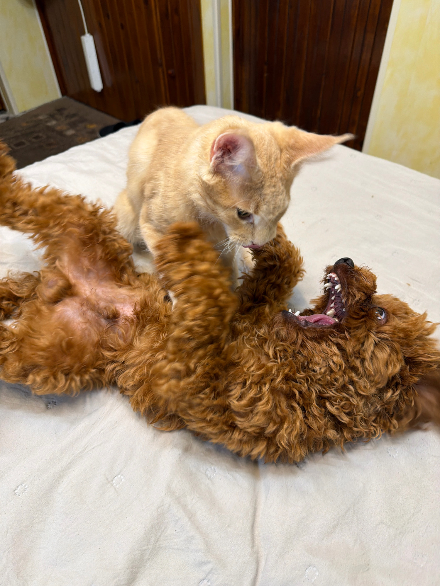 An orange tabby kitten is playfully interacting with a brown poodle puppy. The kitten is on its back, with its front paws on the puppy's chest, while the puppy is lying on its back with its mouth open and teeth showing, seemingly enjoying the playful attack. The animals are on a light-colored bed or sofa with a textured surface. The background shows wooden paneling and a portion of a wall. This scene is not specific to Sofia, Bulgaria.