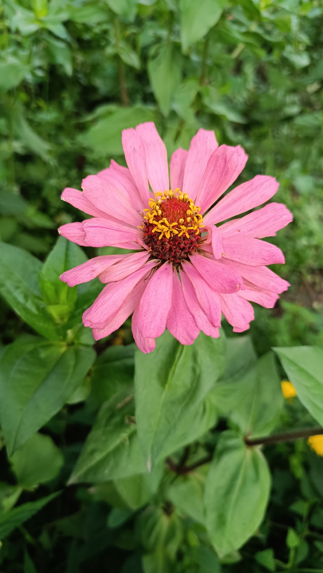 A close-up, vertical, eye-level shot focuses on a single, vibrant pink zinnia flower. The zinnia is positioned centrally in the frame, with its delicate, layered petals unfurling outwards. The center of the flower displays a rich texture of reddish-brown and bright yellow stamens. The background consists of lush, green foliage, with some leaves appearing closer and more in focus than others, creating a shallow depth of field. The overall impression is one of natural beauty and delicate detail, likely captured in a garden or natural setting within Karsha, Russia. There are no people or visible actions depicted in this image.