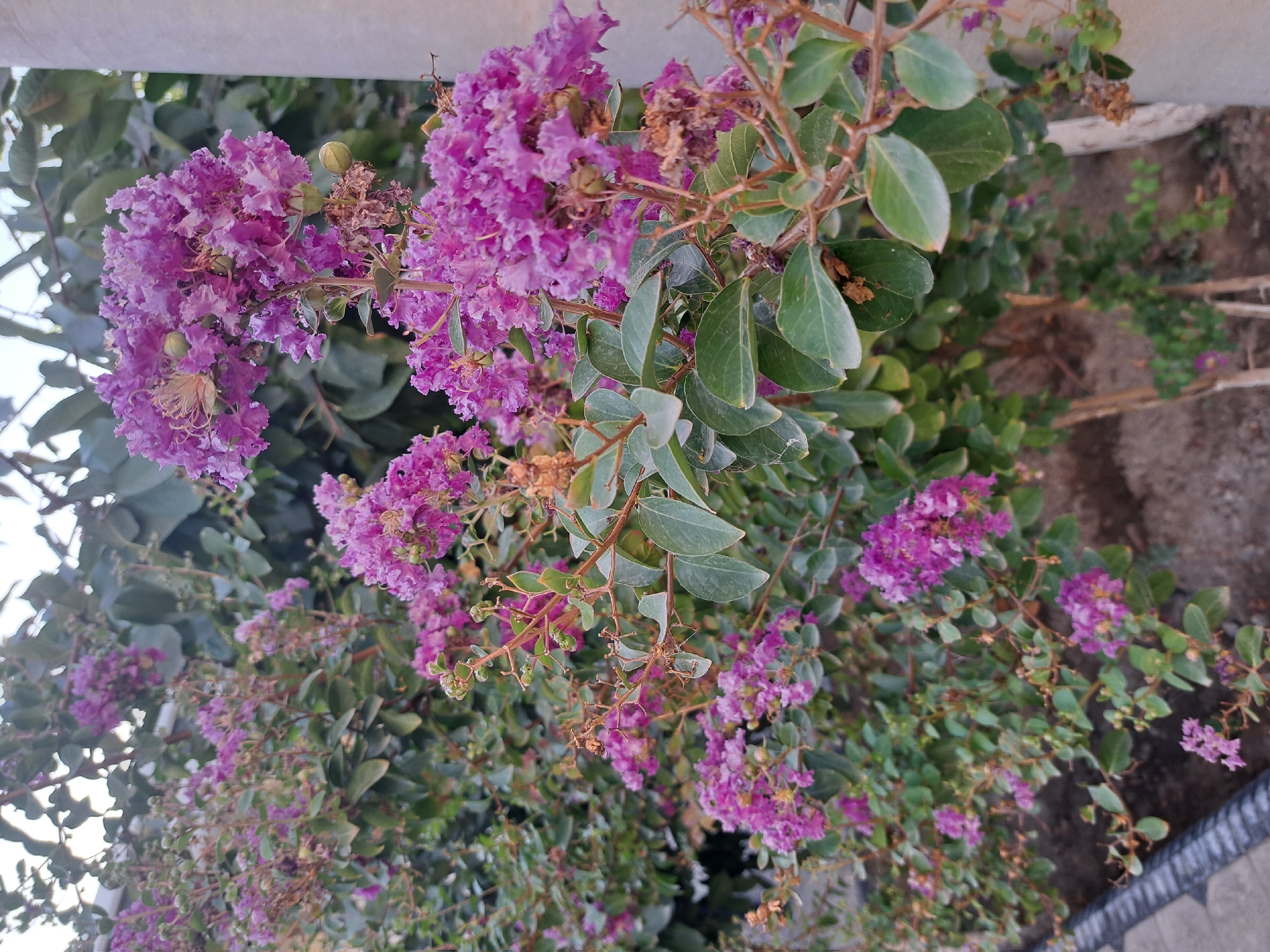 A medium shot captures a cluster of vibrant purple flowers in full bloom, likely Crape Myrtle, against a backdrop of lush green foliage. The flowers, characterized by their ruffled petals and elongated stamens, are densely packed in conical clusters. Several green seed pods are visible amongst the blossoms, indicating the plant is in a late stage of flowering. The branches supporting the flowers are thin and brown, with some dried, brown remnants of past blooms scattered throughout. The background consists of more greenery, suggesting a garden or natural setting. On the right side of the frame, a portion of a light-colored concrete pillar is visible. In the lower left, a dark border with a textured pattern, possibly a pathway or edging, is partially in view. The scene is set outdoors, with natural light illuminating the flora.