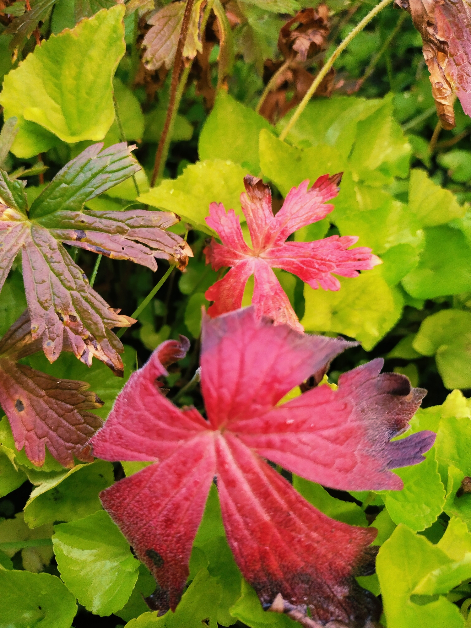 This is a close-up, high-angle, medium shot of autumn foliage in Horishni Plavni, Ukraine. The image focuses on several leaves in varying stages of decomposition and color. In the foreground, a large, velvety, deep red leaf with dark purple tips is prominent, with its textured surface and veins clearly visible. To its upper left, a partially decomposed leaf exhibits a gradient of colors from a dusty rose to a deep reddish-brown, with visible damage and holes. Above and to the right of these, a small, bright pinkish-red flower with five deeply lobed petals is in focus, its delicate structure apparent. Surrounding these subjects are numerous vibrant green leaves, some of which appear slightly yellowed, indicating the shift to autumn. The overall impression is one of natural decay and the transition of seasons. The scene is outdoors, with soft, natural lighting that highlights the textures and colors of the leaves. There are no people or animals visible in the image.