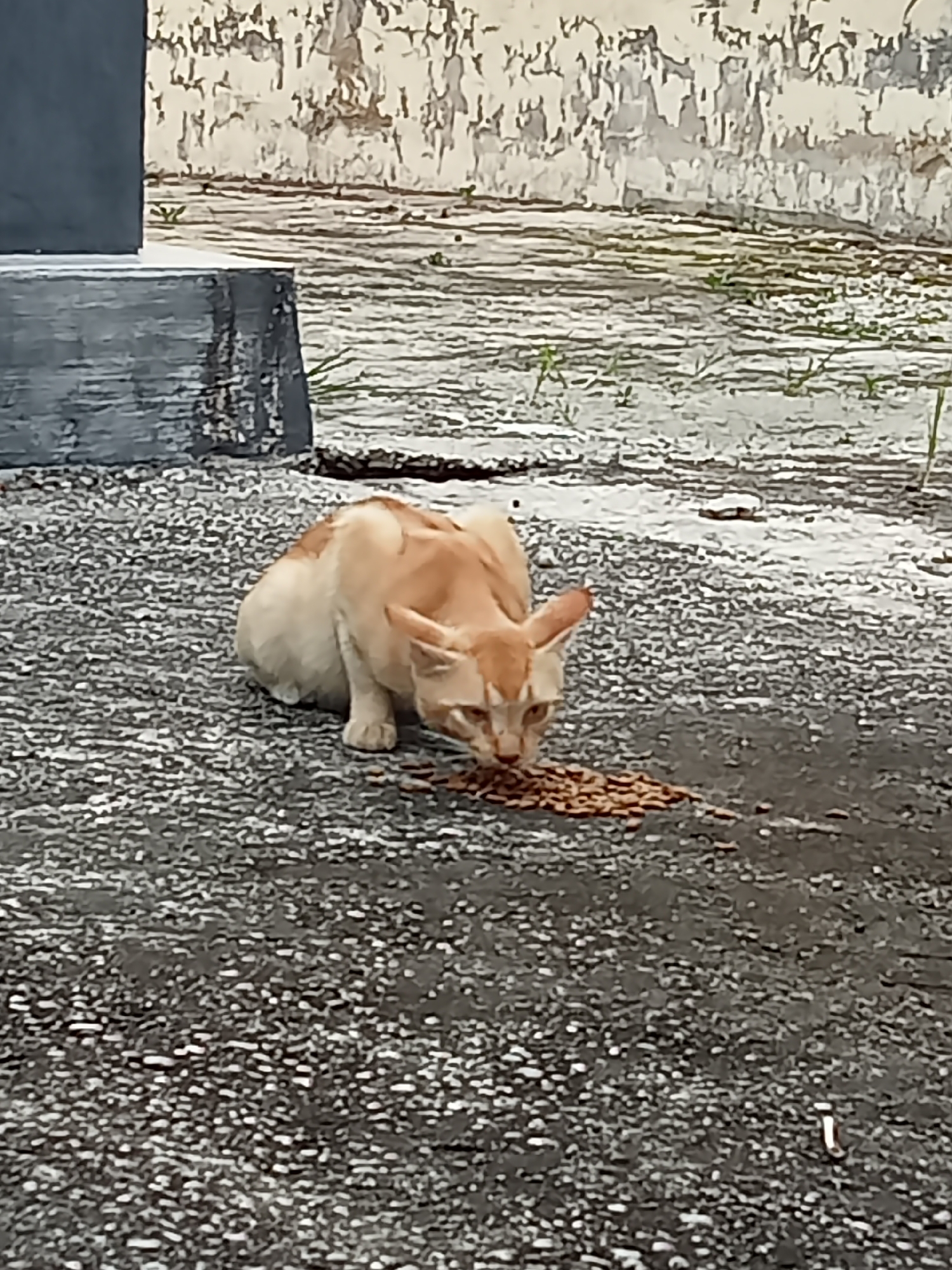 A light brown and white cat is crouched on a dark, speckled surface, eating dry cat food. The cat's head is lowered, and it is focused on the food scattered in front of it. The surface appears to be asphalt or concrete. In the background, there is a textured, weathered wall with peeling paint. To the left of the cat, a grey concrete structure is visible. The scene is outdoors, with some sparse green vegetation growing through cracks in the ground. The lighting suggests an overcast or shaded environment. The location is identified as Kualu, Indonesia.
