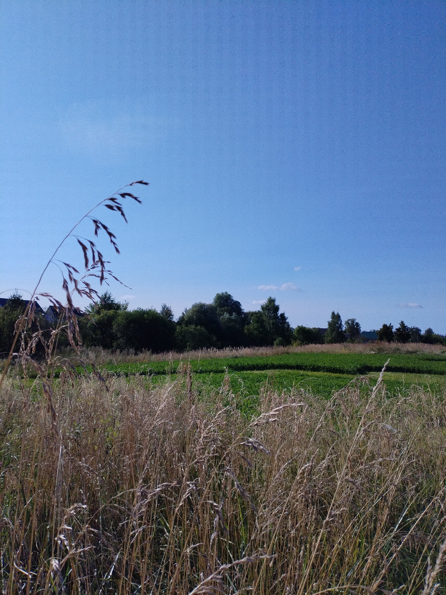 The image depicts a rural scene with a clear blue sky dominating the upper half. In the foreground, dry, tall grass and reeds are visible, some with feathery seed heads. Behind the foreground grass, a strip of vibrant green crops, possibly a field of vegetables, stretches horizontally across the middle ground. A dense line of various green trees forms a backdrop to the field, with some hints of buildings, including what appears to be a dark-roofed structure on the far left, interspersed within the trees. The overall impression is one of a sunny, natural landscape with agricultural elements. The location is identified as being in the vicinity of Bialynichy, Belarus, suggesting a countryside setting in that region. There are no people or animals visible in the image, and the scene is static and peaceful.