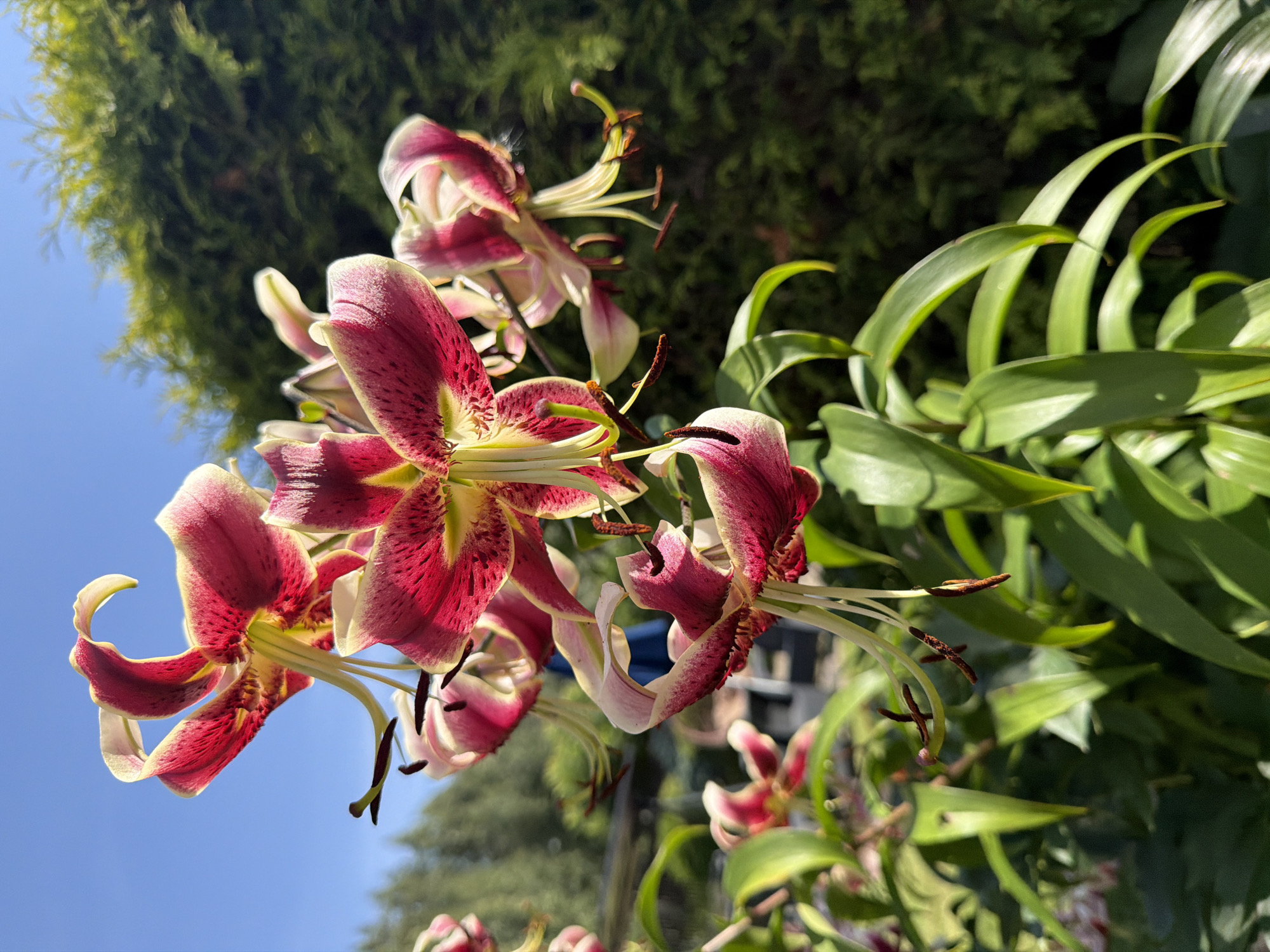 A close-up, upward-angle shot captures a cluster of vibrant pink and yellow lilies with elongated petals and prominent stamens. The flowers are set against a backdrop of lush green foliage and a clear blue sky. The lilies are the central focus, their intricate details and bold colors illuminated by natural light. The image appears to be taken outdoors, likely in a garden setting.