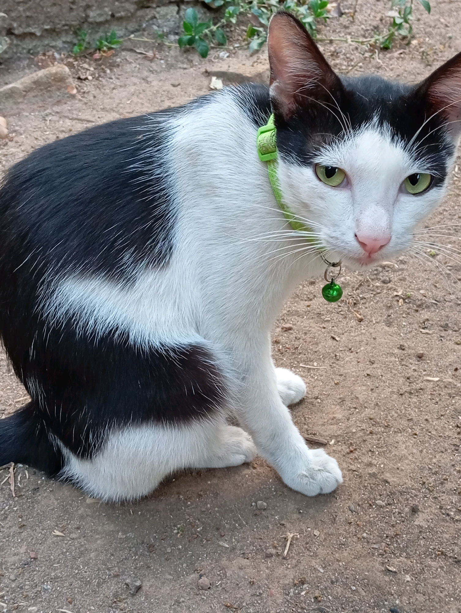 A black and white cat with green eyes sits on the dirt ground in a yard. The cat wears a green collar with a small green bell. In the background, there is a brick wall and some green plants. The location is Leman Benawi, Indonesia.