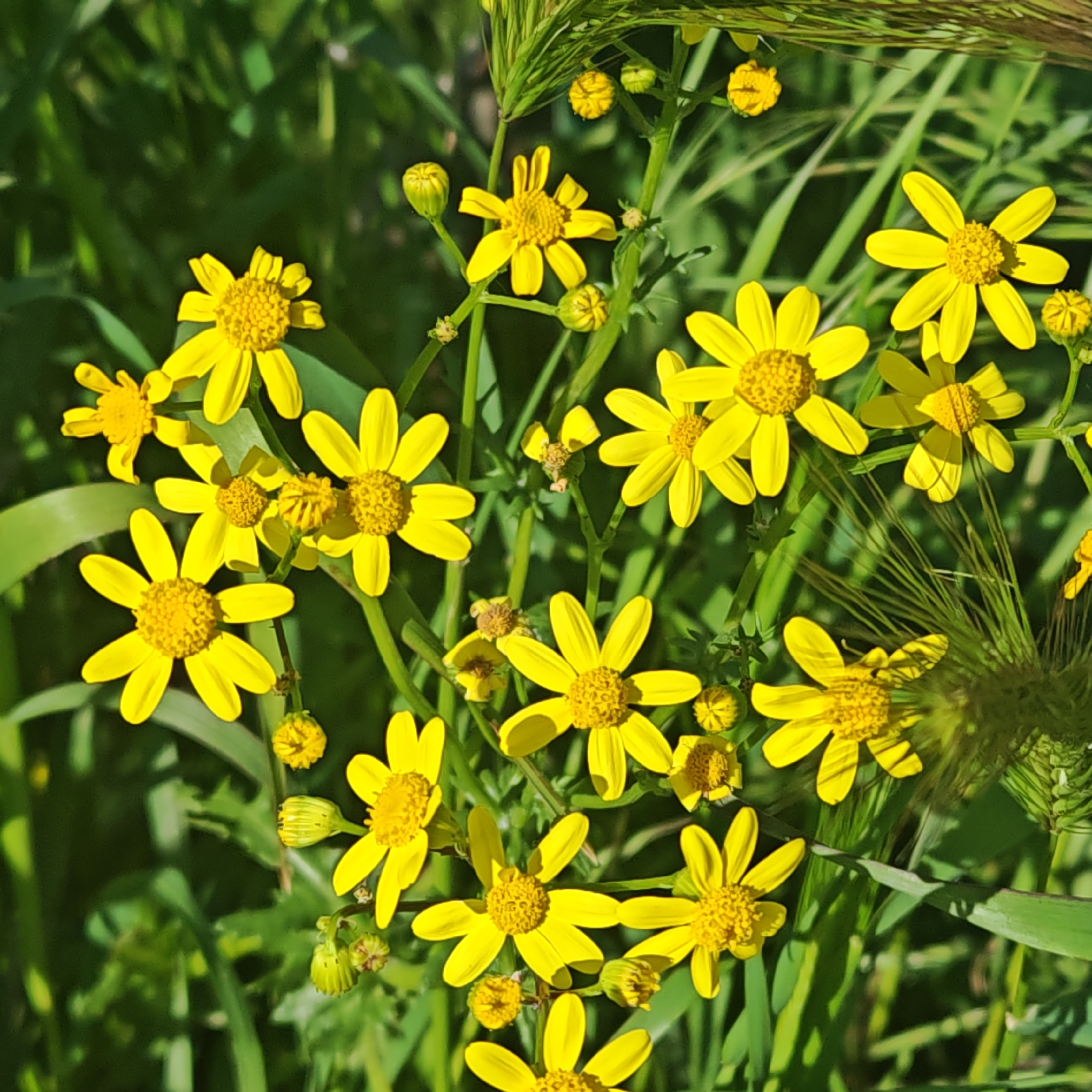 The image shows a cluster of bright yellow flowers with green foliage in the background. The flowers have a daisy-like appearance with rounded petals and a dense, yellow central disc. Some flower buds are also present. The background consists of green grass and other plants, creating a natural, outdoor setting. The location is Unknown, Unknown.