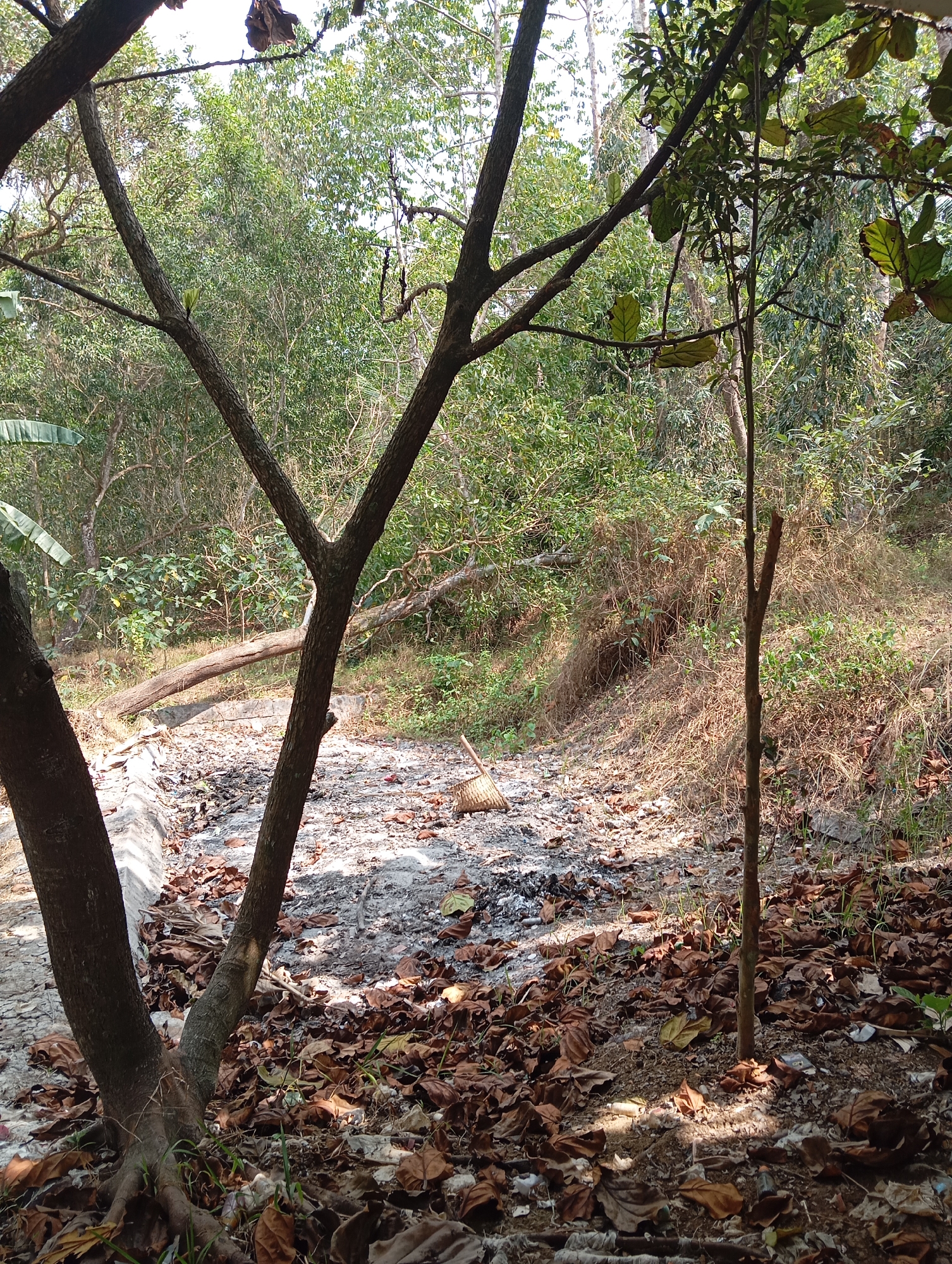 The image depicts a dry, overgrown natural area, likely a former watercourse or drainage ditch, located in Sokaraja, Indonesia. The ground is covered with dry leaves and debris, with some evidence of ash, suggesting a past fire. A broken log spans across the ditch. In the foreground, three trees are visible, with the largest in the left foreground. A thin sapling stands in the right mid-ground. The background is dense with vegetation, including trees and bushes, with a bright sky overhead. There are no people or animals visible in the image.