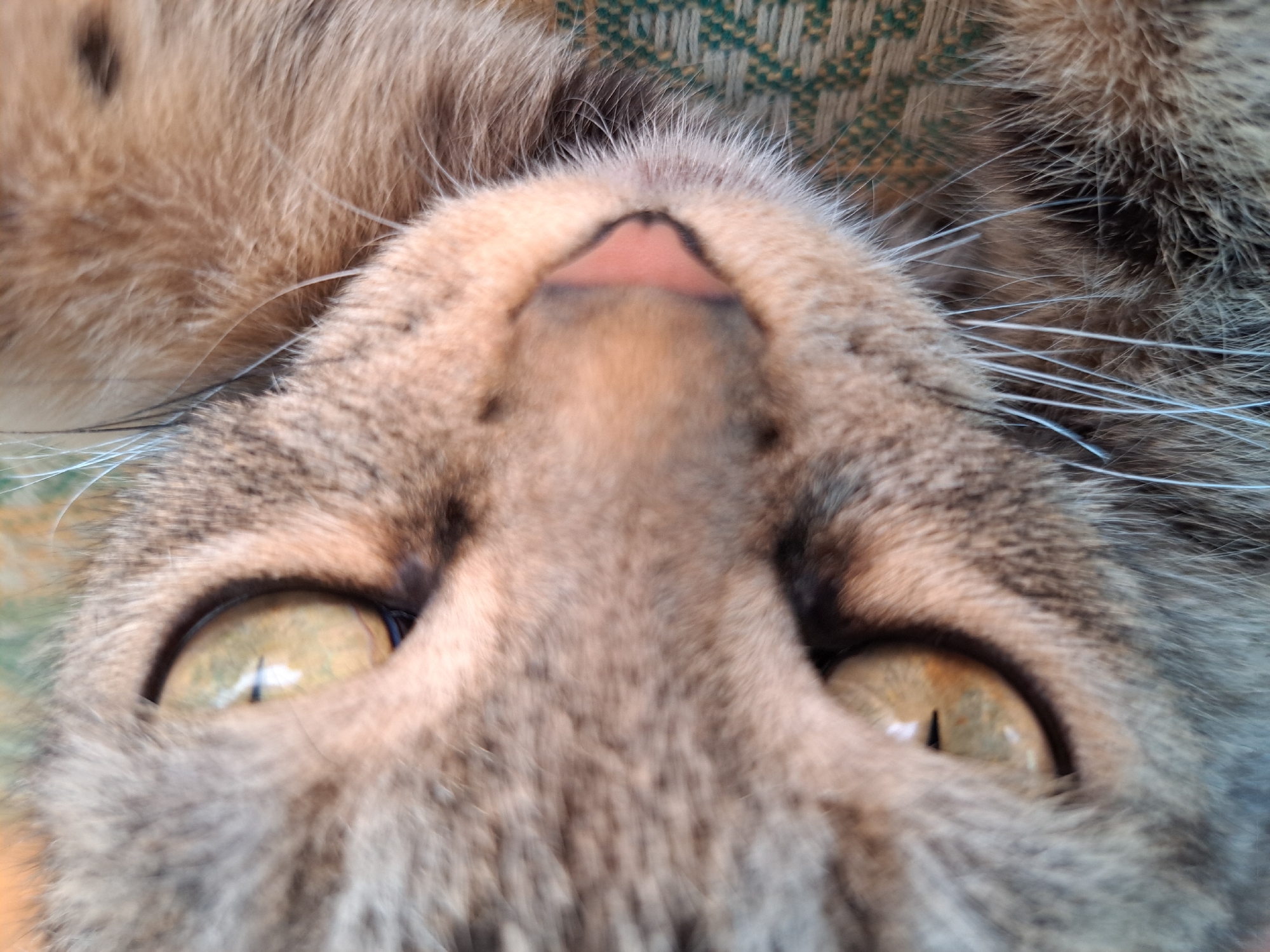 The image is a close-up, shallow depth-of-field photograph of a tabby cat's face. The cat's eyes, with their distinctive vertical pupils and amber irises, are the central focus. Its nose, a soft pink hue, is also clearly visible, as are its whiskers, which extend outwards. The fur exhibits the characteristic tabby markings of grey, black, and brown. The background is out of focus, but suggests the cat is resting on a textured surface, possibly fabric, with hints of green and brown. The image was taken in Vypasne, Ukraine.