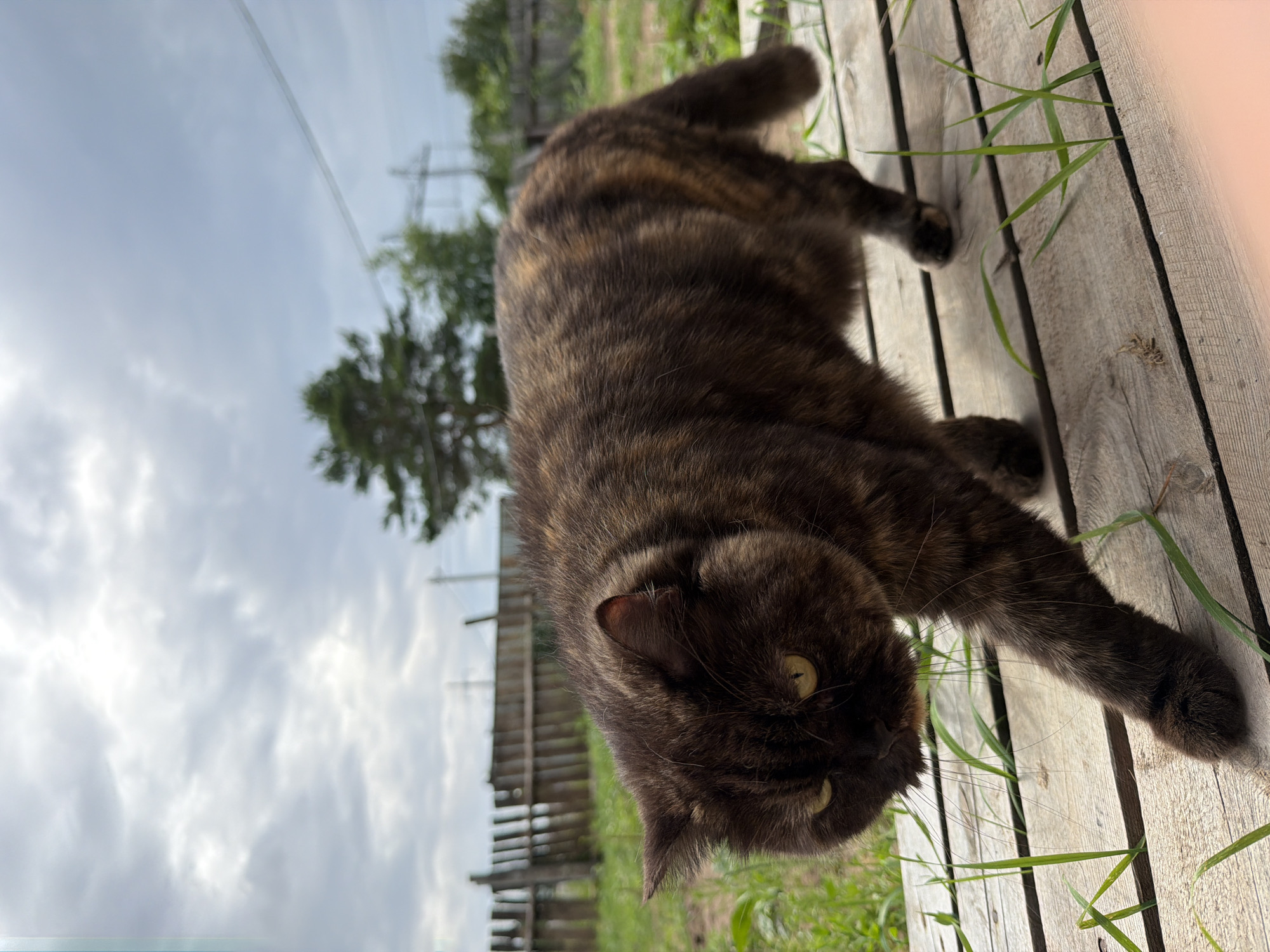 A brindle-colored cat lies on its side on a weathered wooden deck, with its head turned towards the camera. Its fur is a mix of dark brown, black, and lighter brown brindling. The cat has yellow-green eyes and appears to be relaxed. Blades of green grass poke up between the wooden planks of the deck, and the cat's paws are visible, one extended forward.
In the background, a wooden fence is visible, leading to a field of green grass and trees. The sky is cloudy and overcast, suggesting a possibly cool or damp day. A telephone pole and wires are also visible in the distance, with a silhouette of a tree against the cloudy sky.
The overall scene appears to be outdoors, likely in a rural or semi-rural setting. The time of day is difficult to determine precisely due to the overcast conditions, but it seems to be daytime. There is no visible text in the image. The cat's relaxed posture and direct gaze suggest a moment of calm observation in its environment.