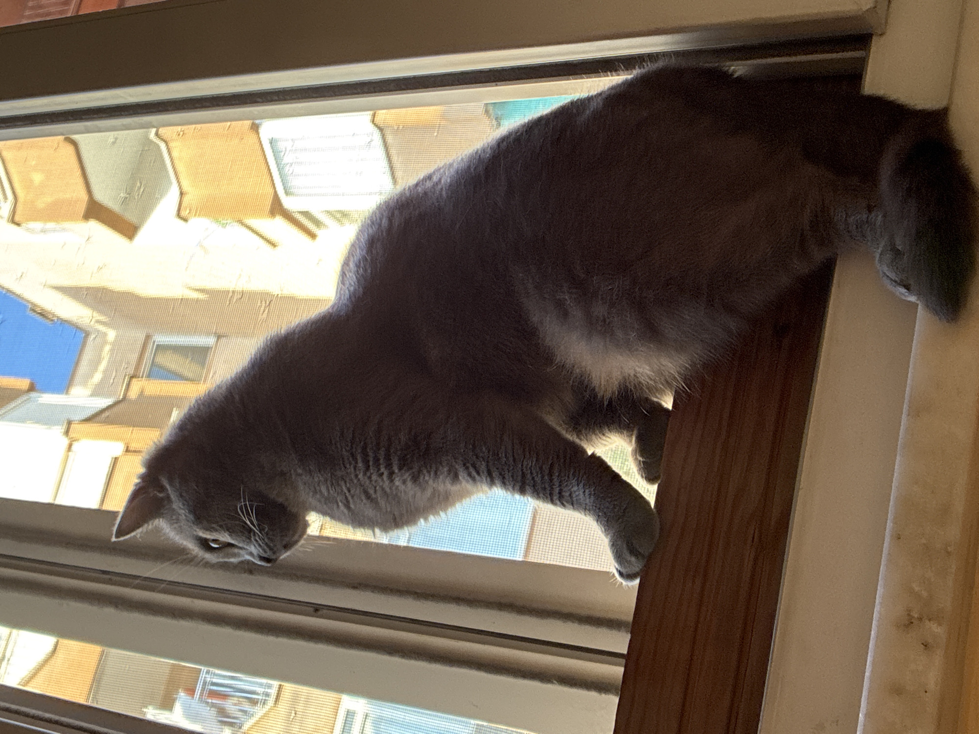 A medium-shot, low-angle, eye-level, full-body, portrait photograph captures a domestic shorthair cat, gray in color, seated on a wooden window sill. The cat is positioned facing left, its body angled towards the right, and its head turned further left, looking out of a window. The window features a screen mesh and is framed by beige window casings. Outside the window, the background consists of the side of a building with multiple balconies, painted in shades of orange and white, with blue sky visible above. The lighting suggests the image was taken during daytime, with sunlight casting shadows and highlighting textures. The scene is likely from an urban environment, possibly a residential area in Alanya, Turkey, given the architectural style of the building.