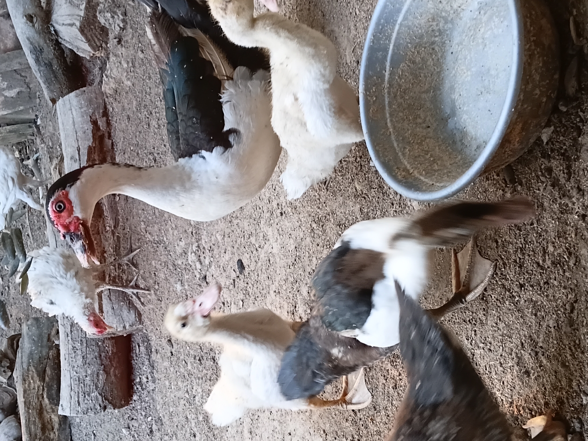 In Margo Rukun, Indonesia, a group of ducks are gathered in an outdoor enclosure. A large Muscovy duck with black and white plumage and distinctive red caruncles around its eyes stands prominently. To its left, a smaller, fluffy yellow duckling looks forward with its beak open. Another adult duck, mostly obscured, appears to be pecking at the ground or interacting with a companion, with its black and white tail feathers visible. In the background, several other white ducks, one with ruffled feathers, are scattered. The ground is covered with dirt and wood chips, and a large, weathered metal basin filled with what appears to be feed sits to the right. Fallen logs and branches are visible in the background, suggesting a rustic, farm-like setting.