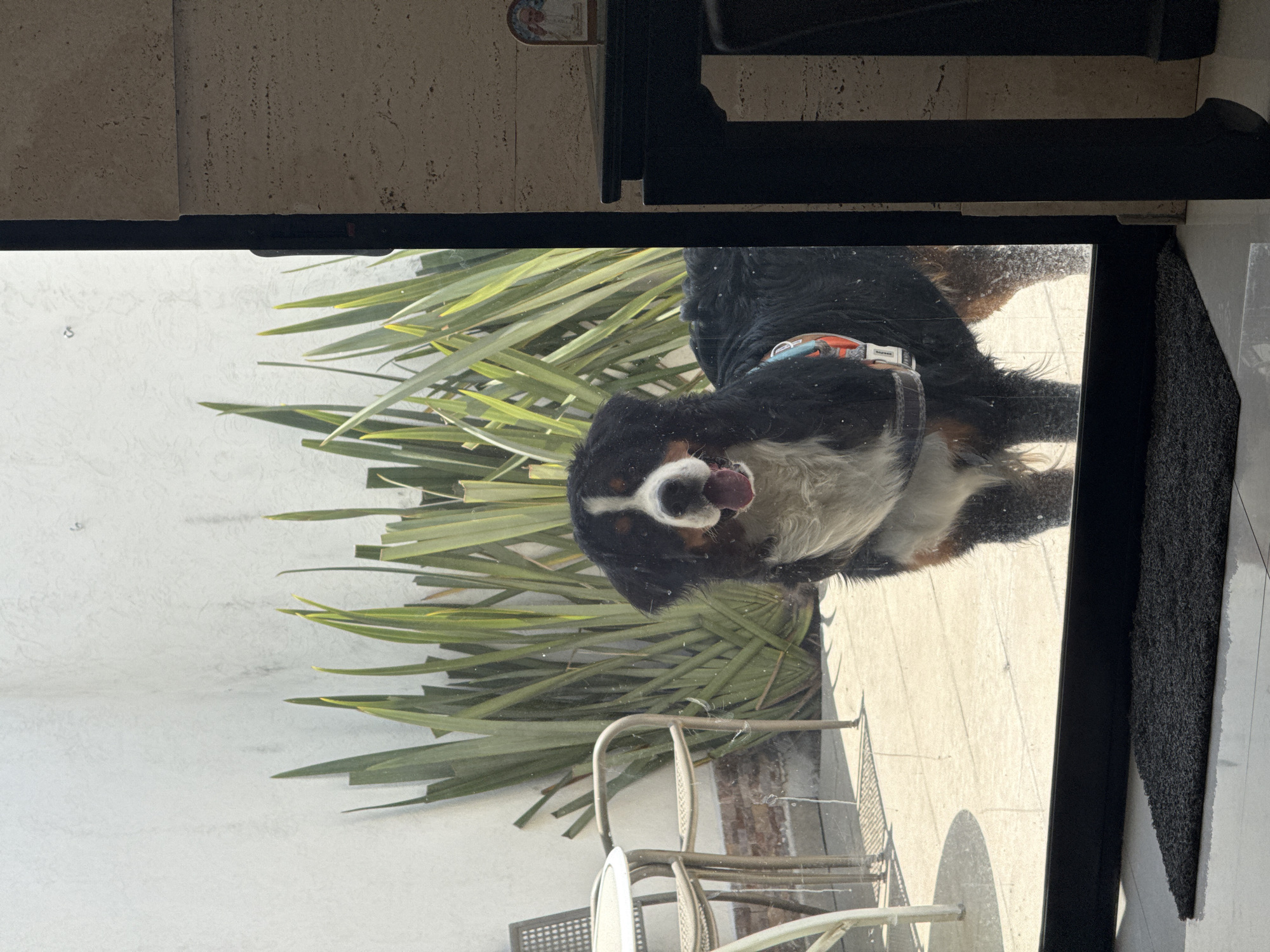 A dog with black, white, and brown fur is looking in through a glass window, with its tongue sticking out. The dog is wearing an orange and blue collar. Outside the window, there are green plants, a patio, and a set of chairs and a table. The exterior wall of the building is white. Inside the building, the wall is a light tan color. The scene appears to be taken in Santa Clara Ocoyucan, Mexico.