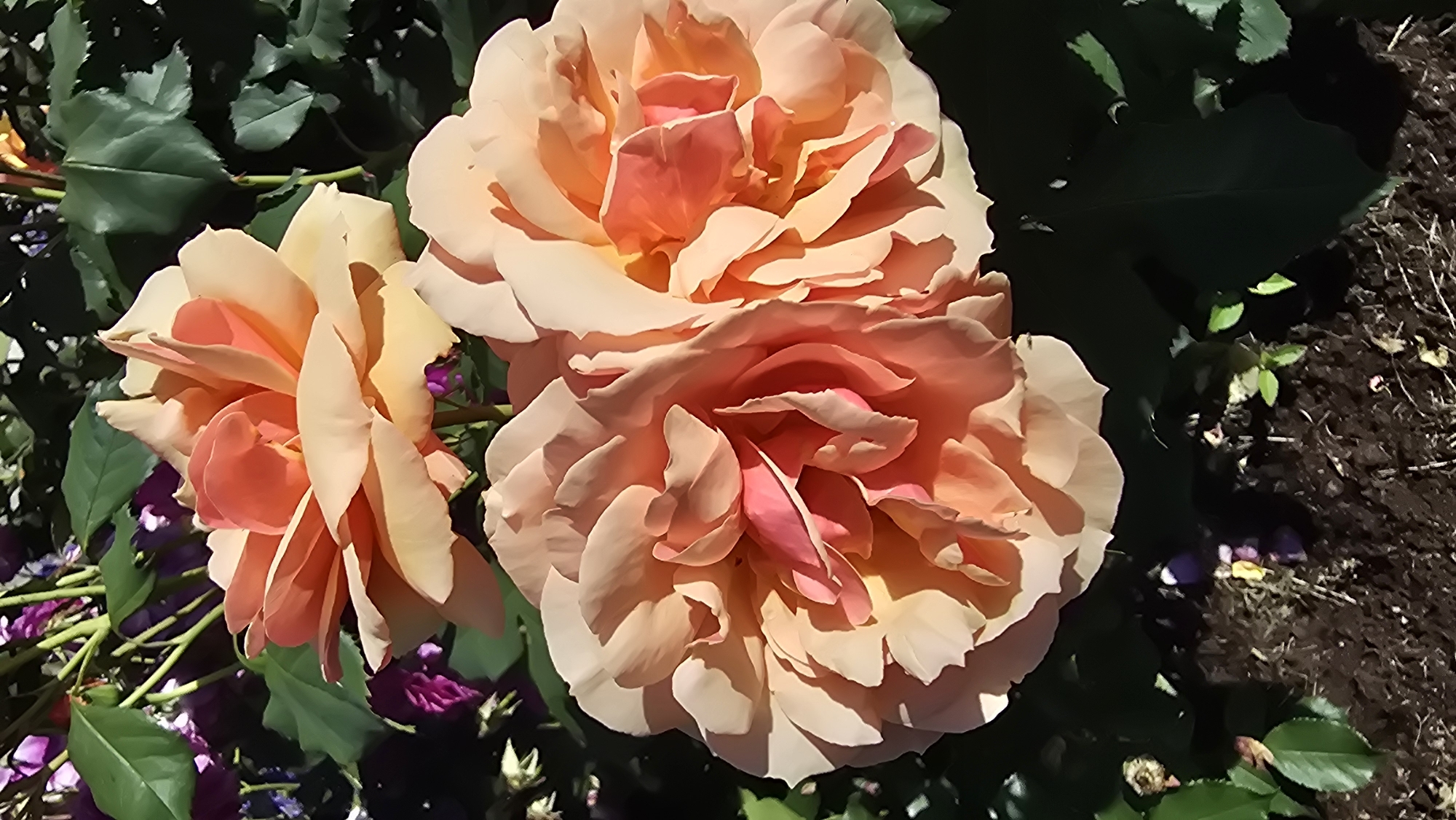 This is a close-up photograph of three peach-colored roses in bloom. The largest rose is in the foreground, its petals unfurling in layers. To its left, a slightly smaller rose is visible, also in full bloom. A third rose, partially obscured and lighter in color, is positioned behind the first two. The roses are set against a backdrop of dark green leaves and a patch of dark soil. Hints of purple flowers can be seen at the base of the roses. The lighting suggests a sunny day, with shadows cast across the petals and leaves, indicating it is likely daytime. The image captures the natural beauty of the roses in a garden setting, likely outdoors. No people, text, or specific events are depicted. The scene conveys a sense of natural beauty and tranquility.