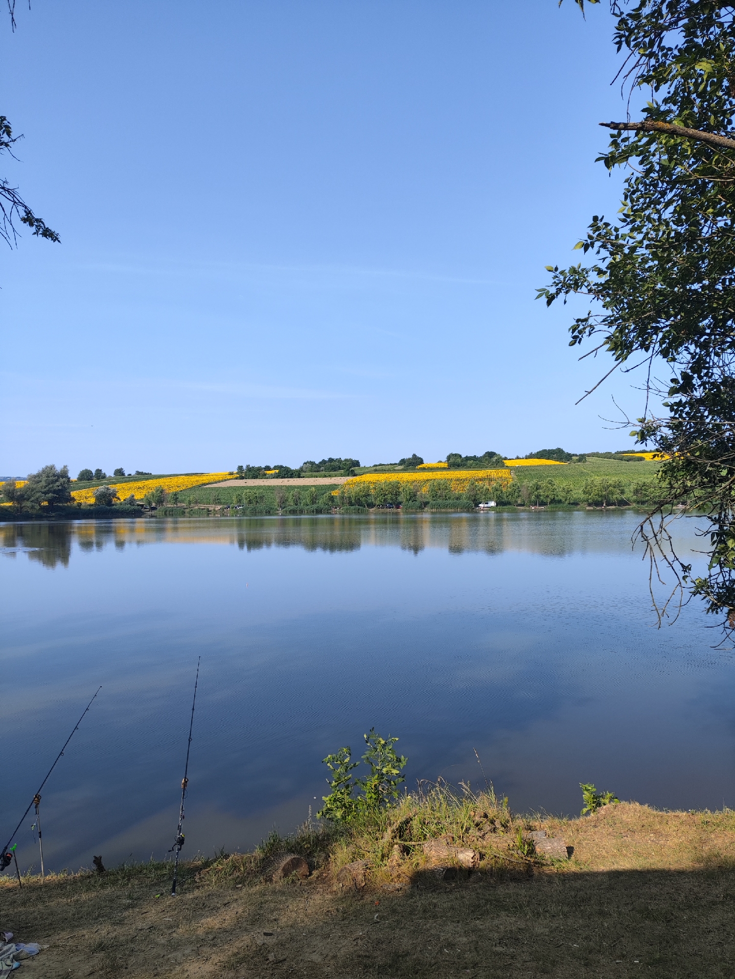 The image depicts a serene natural landscape with a calm lake in the foreground. Two fishing rods are planted in the grassy bank on the left side of the frame, suggesting recreational fishing. The lake reflects the clear blue sky and the distant scenery. Across the lake, a rolling hillside is covered with a vibrant field of sunflowers, creating a striking contrast with the green vegetation and trees that dot the landscape. In the far distance, a small white vehicle is visible, possibly parked near the edge of the sunflower field. The overall scene is peaceful and idyllic, characteristic of a rural setting. The location is identified as Găleștii Noi, Moldova.