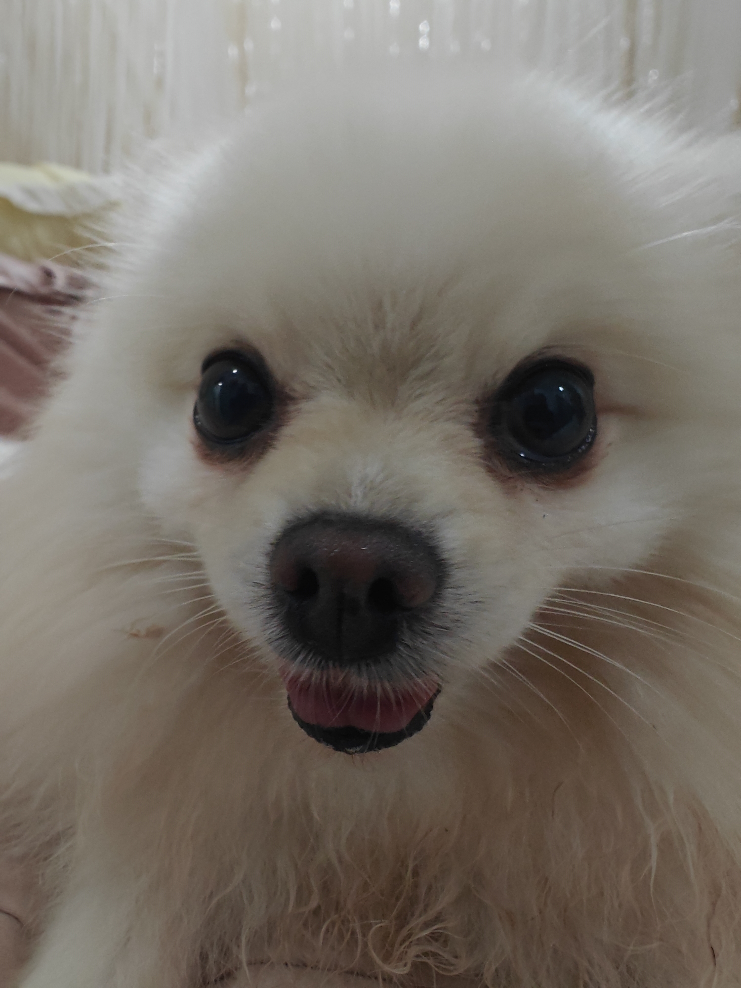 A close-up, frontal shot shows the face of a fluffy, light-colored Pomeranian dog. The dog has large, dark, expressive eyes, a black nose, and its tongue is slightly visible, appearing pink with dark edges. The dog's fur is thick and appears light beige or cream colored. The background is softly blurred, suggesting an indoor setting with vertical lines that may indicate blinds or a textured curtain, possibly in a residential environment. There is no discernible urban landscape or specific location within Tay Nha Trang Ward, Vietnam that can be identified from this image. The lighting is even, highlighting the dog's features.
