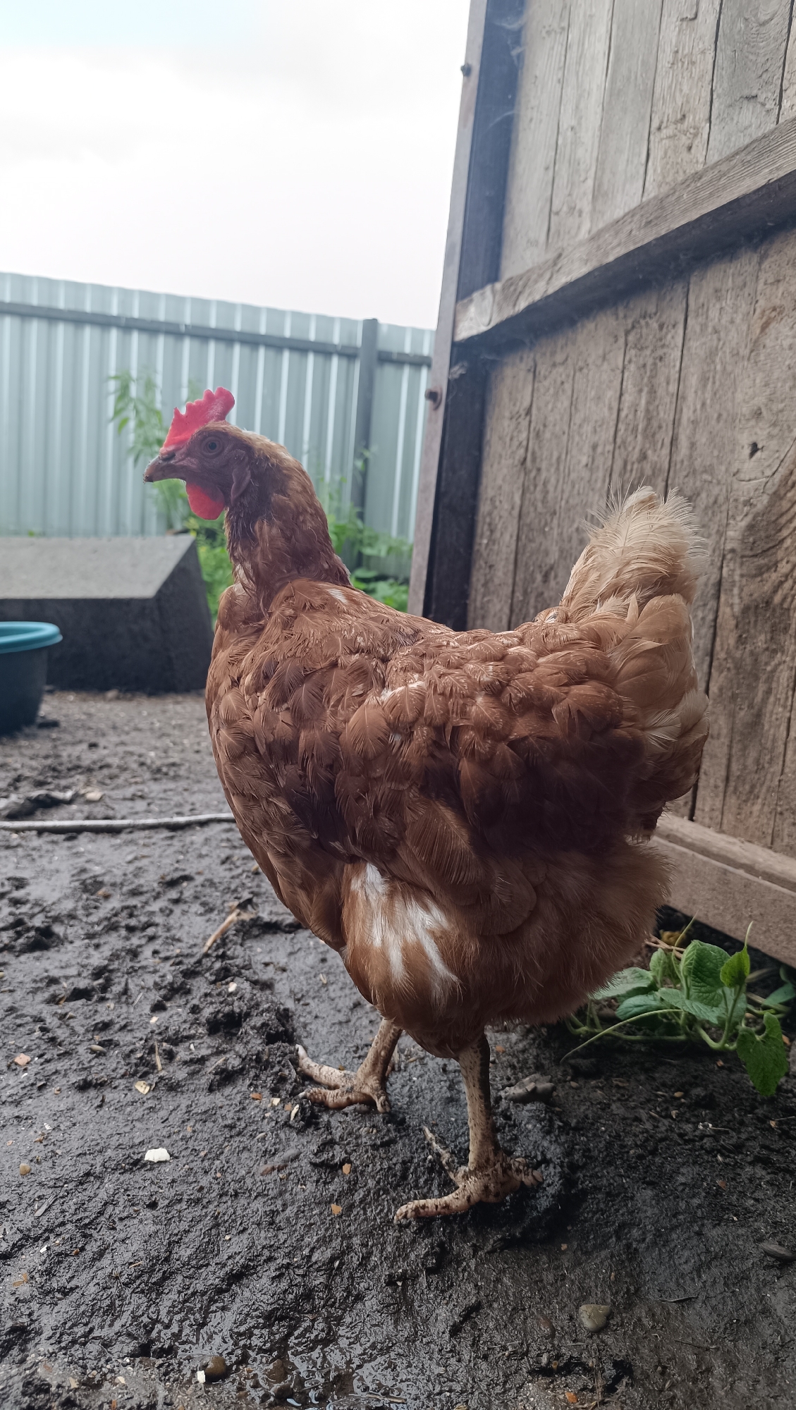 A brown hen stands on wet, muddy ground next to a weathered wooden structure. The hen is facing left, with its head turned slightly towards the camera. Its feathers are predominantly brown with some white markings on its underside. The hen's comb is red and prominent. In the background, a gray metal fence is visible, along with some green foliage and a concrete structure. The sky is overcast. The scene appears to be an outdoor enclosure, possibly a farm or backyard, in an unspecified rural or suburban setting. The image does not provide any specific information to indicate its location in the city of Karsha, Russia.