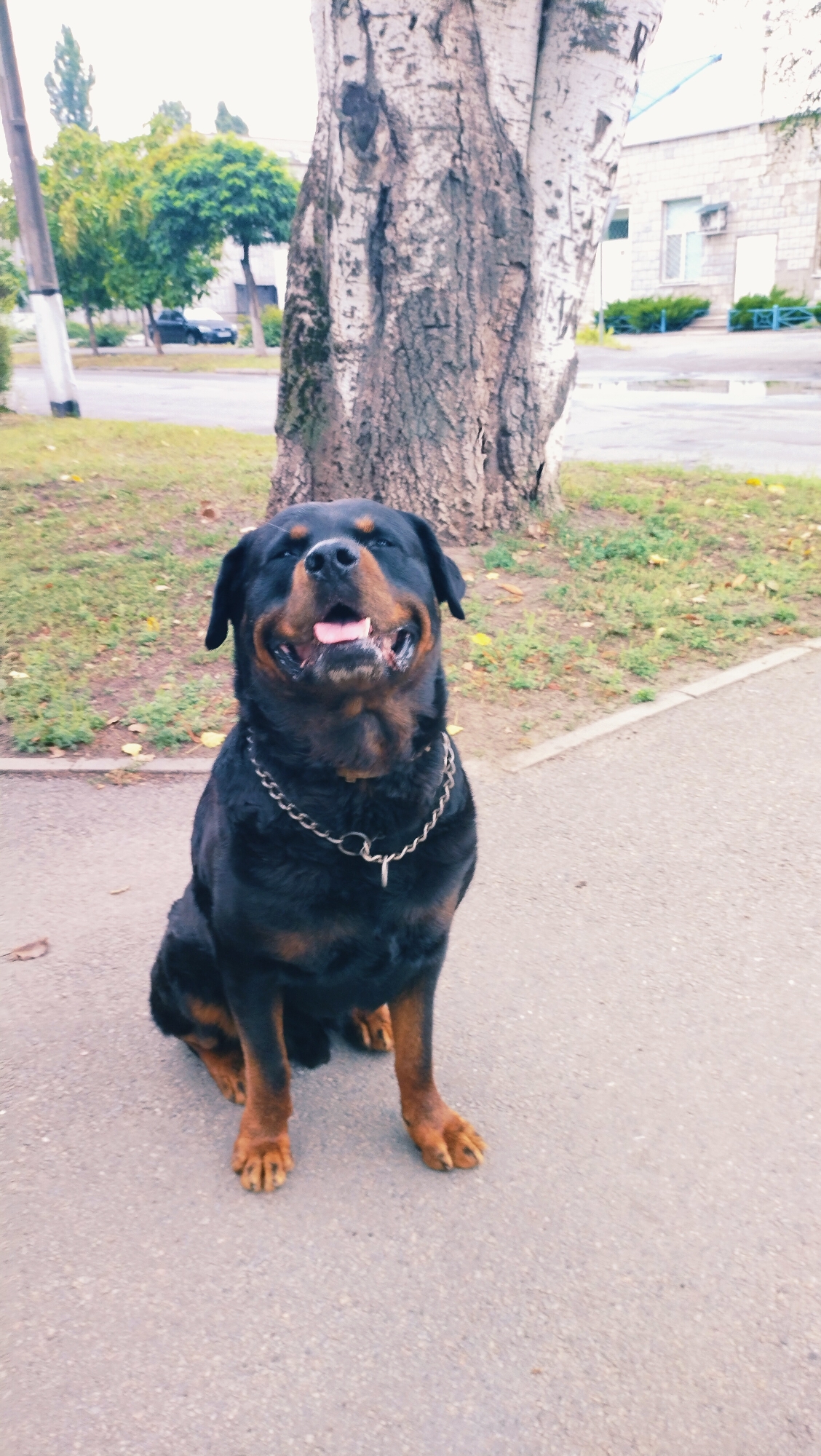 A Rottweiler dog sits on an asphalt path in front of a large tree. The dog has a silver chain collar and is panting with its tongue visible. The background shows a grassy area, a sidewalk, and buildings. A black car is parked in the distance. The location is identified as Horishni Plavni, Ukraine.