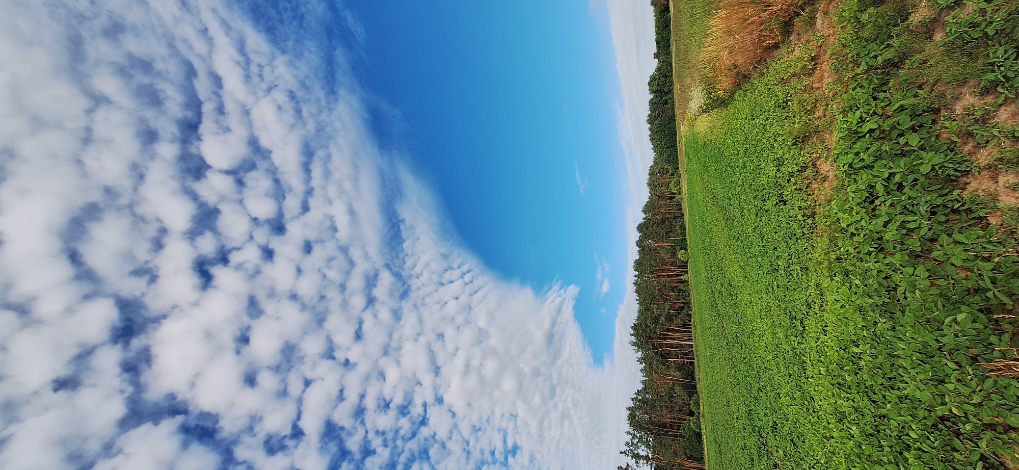 The image captures a wide shot of a rural landscape under a partly cloudy blue sky. In the foreground, a vast field of vibrant green crops, possibly soybeans, stretches across the lower half of the frame. The crops are dense and uniform, with some brown earth visible in patches. To the right of the green field, a strip of dry, golden grass and some wildflowers marks a transition to another field. Behind the green field, a dense line of tall pine trees forms a dark green border, with their reddish-brown trunks visible through the foliage. The sky above is a clear, bright blue, with scattered white, puffy cumulus clouds. The clouds are more concentrated on the left side of the frame, creating a distinct line where they give way to a clear blue expanse on the right. The scene appears to be an agricultural area, likely in the countryside, with no buildings or people immediately visible.