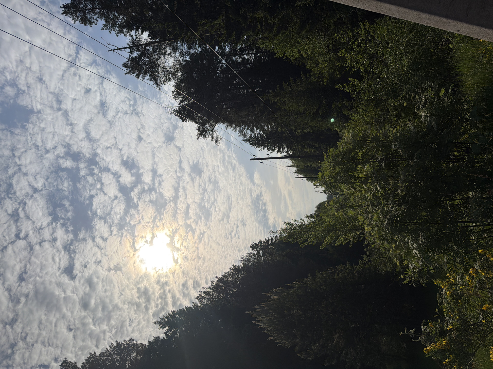 The image presents an upward view of a sky densely populated with altocumulus clouds, partially obscured by tree foliage along the upper and lower edges of the frame. The sun is visible through the clouds, creating a bright spot in the sky. Overhead power lines run diagonally across the upper-left quadrant of the image. On the right, the roadside forest vegetation is lush with a variety of green tones and some yellow flowers visible near the right lower corner of the image. The location in the city of Chaikovsky, Russia is impossible to ascertain from the image alone, as there are no visible indicators.