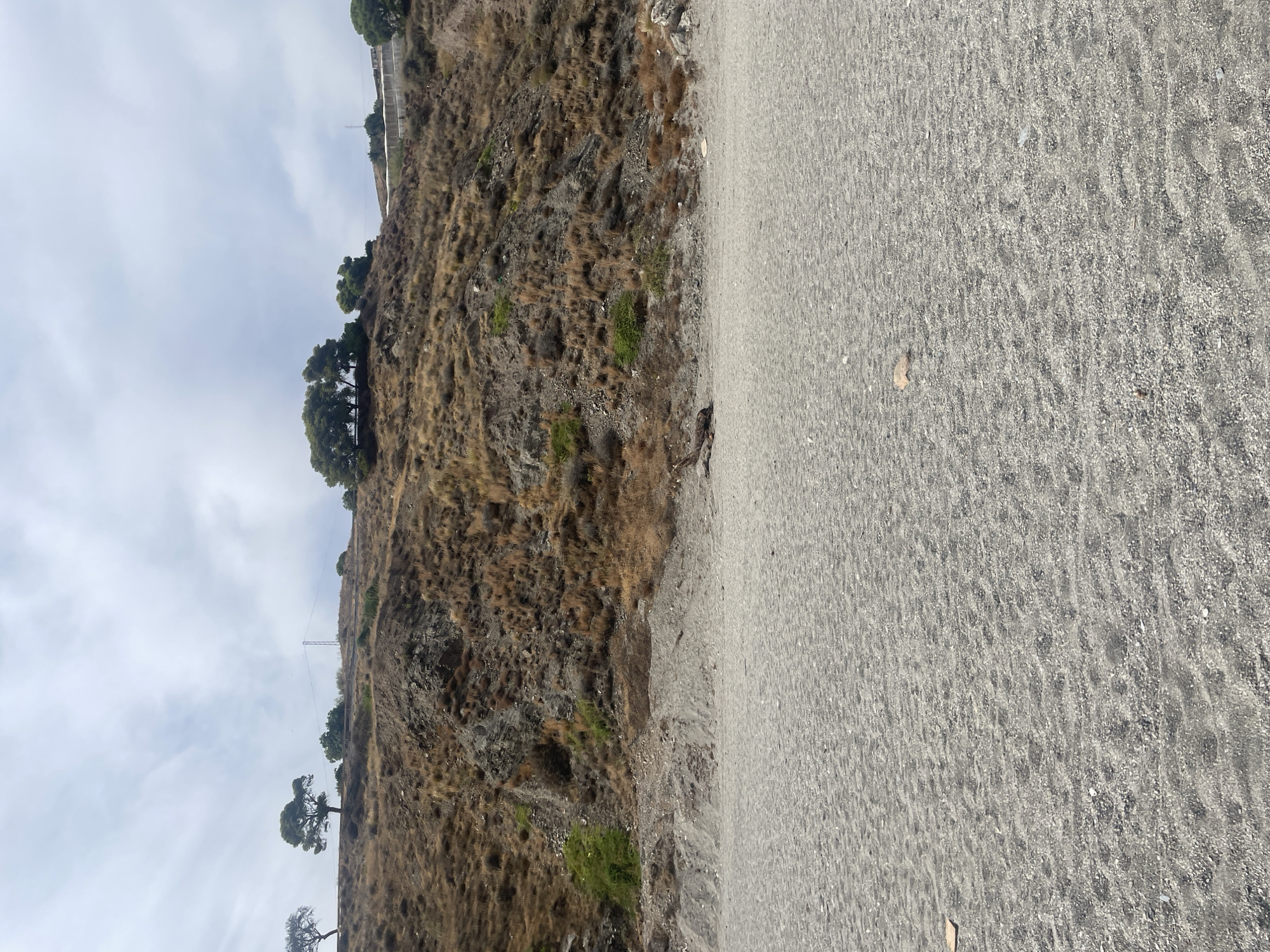 The image shows a beach with grey sand. In the background, there is a dry, brown hillside with sparse vegetation and scattered trees. The sky is overcast with white clouds. On the beach, near the base of the hill, there are some rocks and a piece of driftwood. The scene appears to be a natural coastal environment, likely within the municipality of Lújar, Spain, given the dry, Mediterranean vegetation typical of the region. There are no people or animals visible in the image.