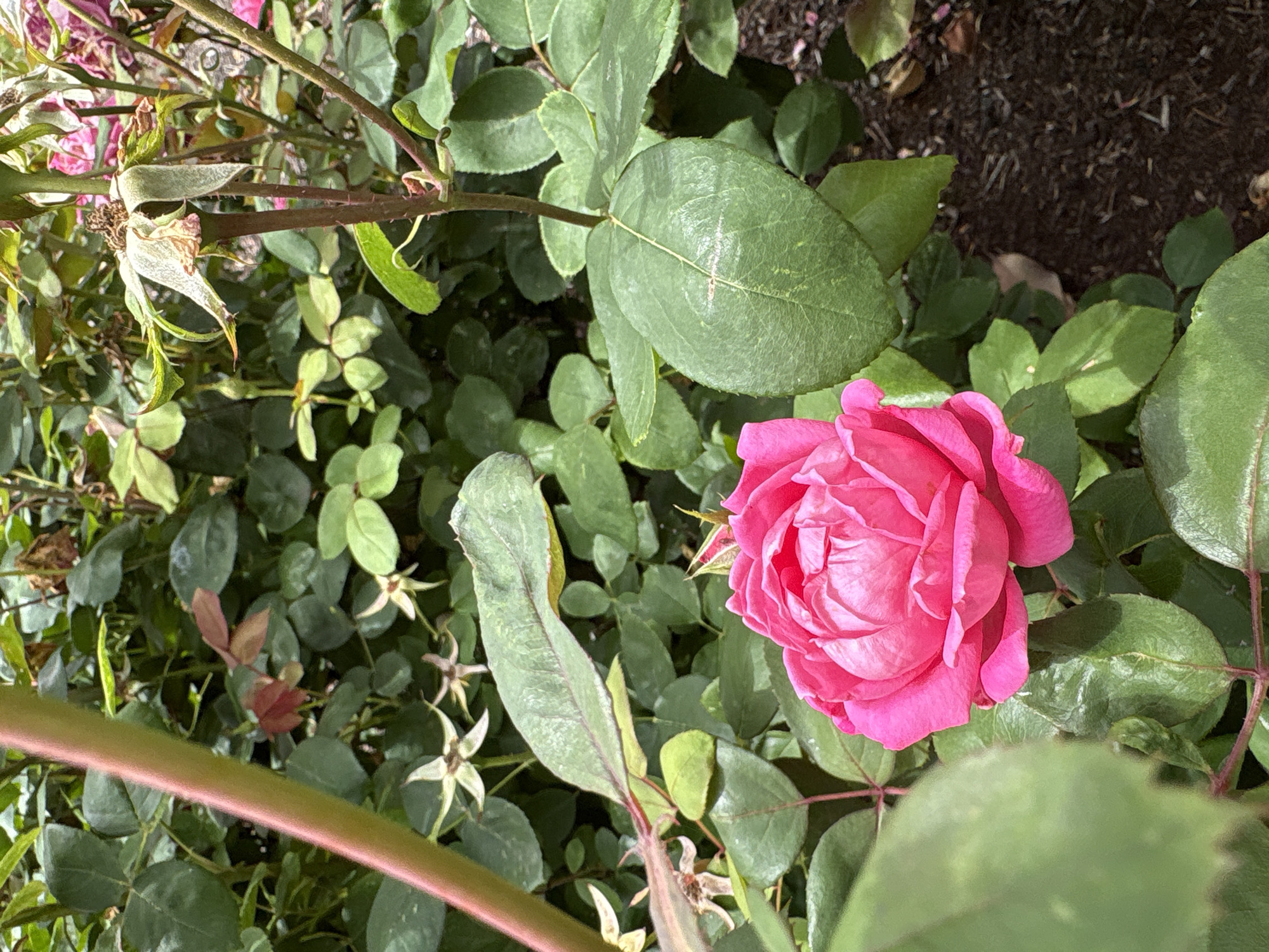 A bright pink rose is in full bloom, its petals tightly packed and unfurled in the center, forming a classic rose shape. The rose is positioned in the lower right quadrant of the image, with its stem and surrounding green leaves visible. The background consists of more green foliage, some of which appears to be wilting or past its prime, with a few spent rose calyxes visible among the leaves. The ground beneath the foliage is covered in dark brown mulch. The scene is outdoors, likely in a garden, as suggested by the presence of the cultivated rose bush and mulch. The lighting indicates it is daytime, with dappled sunlight filtering through the leaves. There are no people or animals present in the image. The location is identified as Beaverton, Oregon, United States of America.