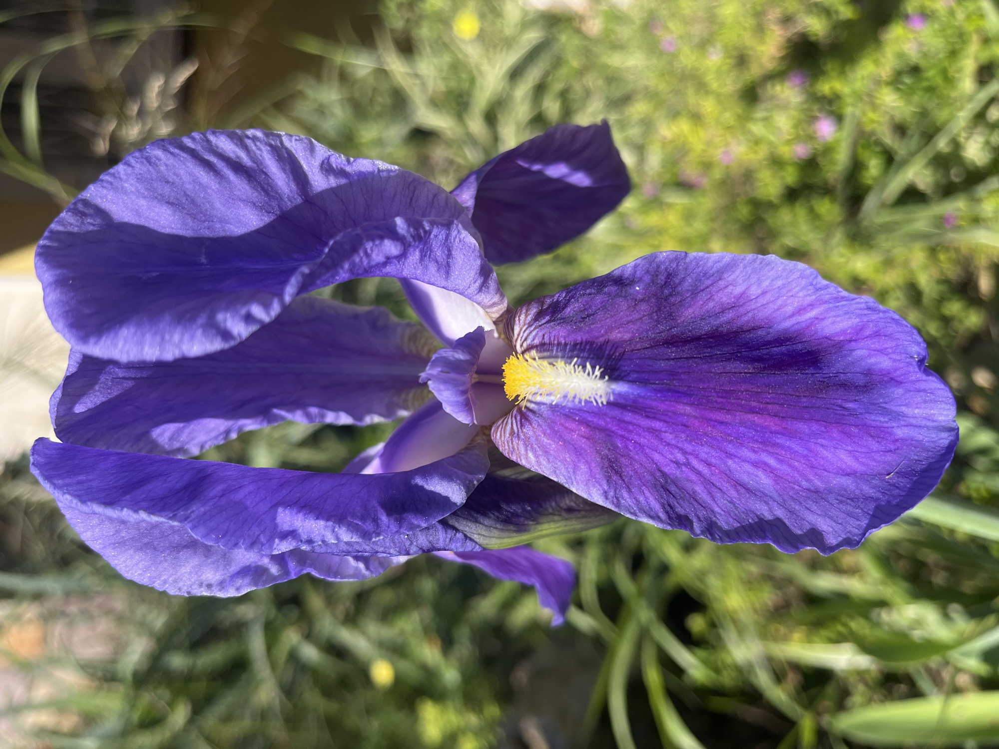 A close-up, eye-level shot of a single, fully-bloomed purple iris flower in Alanya, Turkey. The iris features large, drooping petals of a vivid purple hue with visible veining. At the center, there is a prominent yellow and white beard. The flower is set against a blurred background of green foliage and glimpses of other plants and small flowers. The lighting is bright and natural, casting shadows on parts of the petals, highlighting their texture.