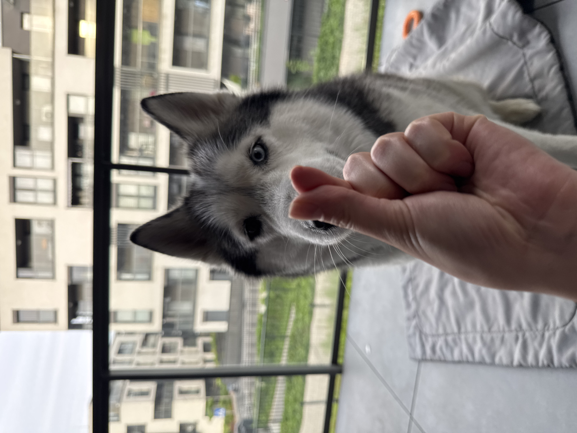 A husky dog with grey and white fur and striking blue eyes is depicted indoors, looking directly at the viewer. A human hand is positioned in front of the dog's nose, forming a small "pinching" or "finger-heart" gesture with the thumb and index finger. The dog appears attentive and engaged with the hand.
The dog is resting on a light-colored, wrinkled fabric, possibly a blanket or pet bed, which takes up a significant portion of the foreground and right side of the image. A small, orange, loop-shaped object is partially visible in the background, near the dog's back on the fabric.
The setting appears to be an indoor space with a large window or glass door behind the dog and hand. Through the window, modern buildings with multiple windows are visible, suggesting an urban or densely populated suburban environment. Some green foliage or grass can also be seen beyond the buildings, indicating an outdoor area. The lighting suggests it is daytime with clear weather. There is no visible text in the image.