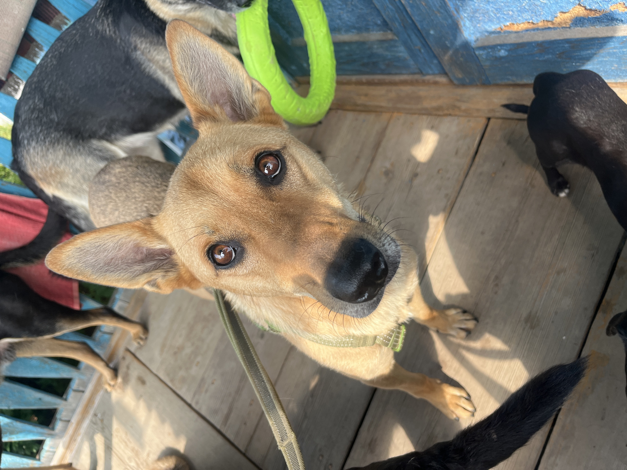 The image shows a medium-sized, light brown dog looking directly at the camera. The dog has large, erect ears, dark brown eyes, and a black nose. It is wearing a light green collar. The dog is standing on a wooden deck, and a leash is attached to its collar. In the background, other dogs, one large and dark-colored and another small and black, are visible. A bright green ring toy is also present in the scene. The setting appears to be outdoors, possibly in a yard or a shelter. The presence of wooden structures and the natural lighting suggest a warm, sunny day. There is no specific information in the image that would indicate the location is Nizhny Tagil, Russia.